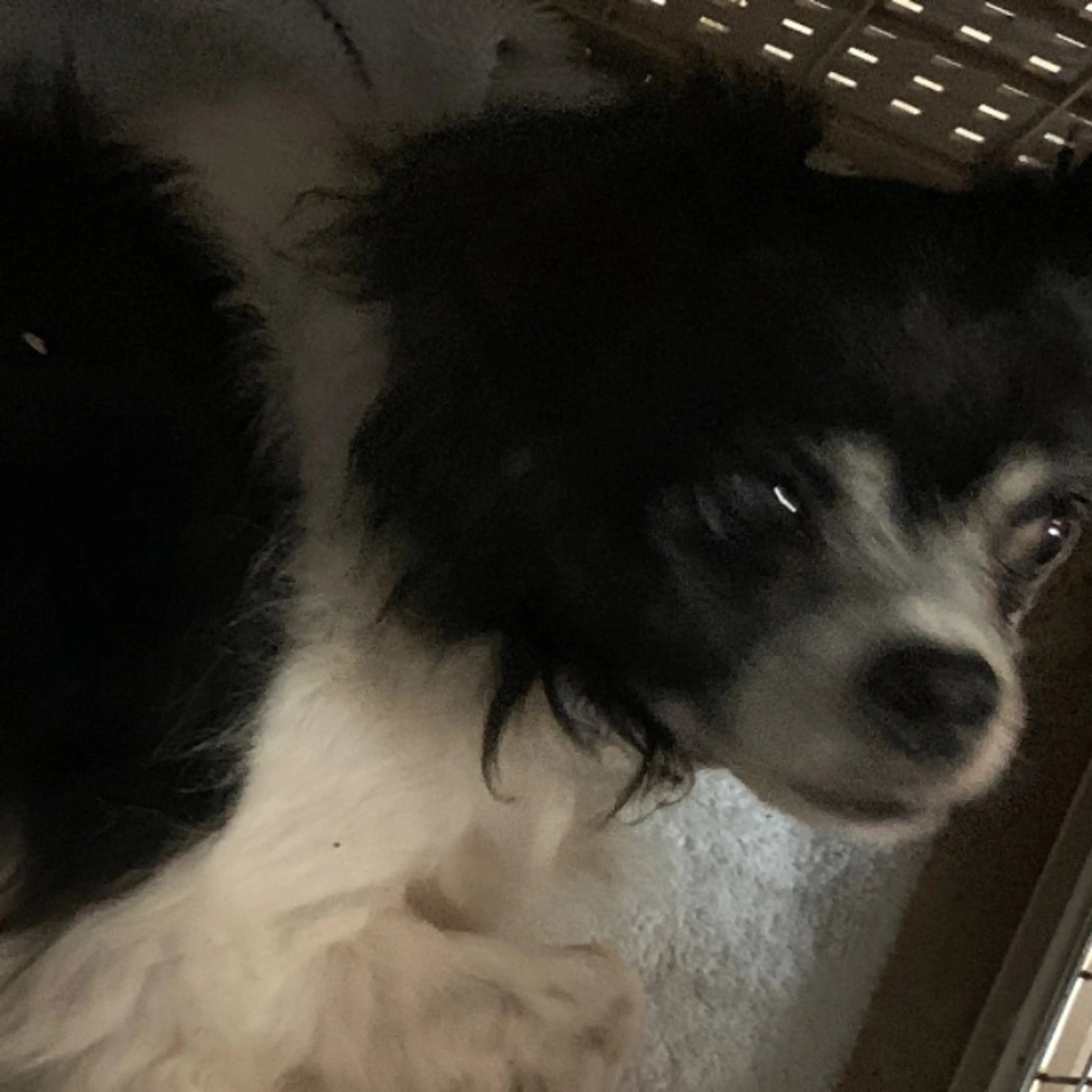 Found pet-0