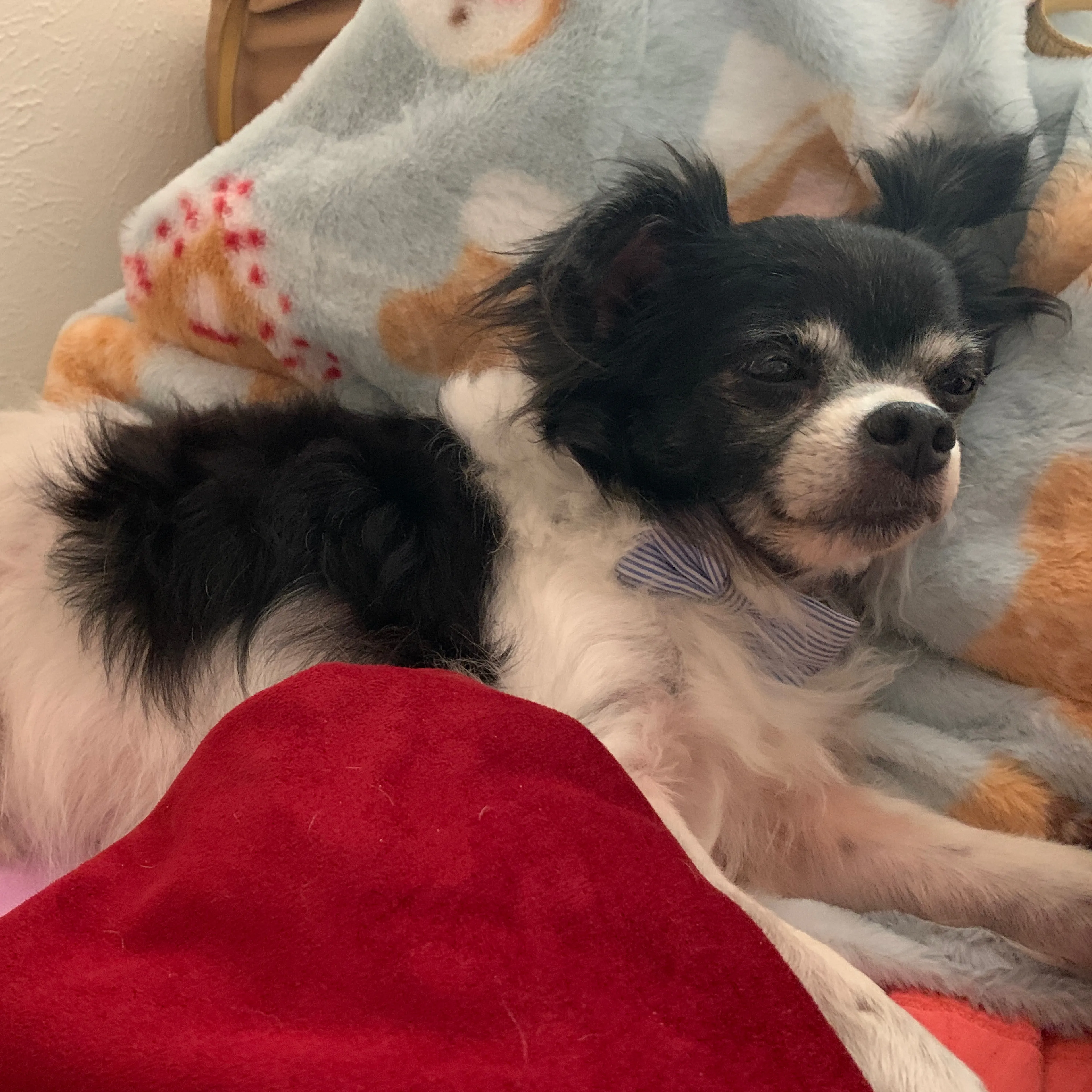 Found pet-1
