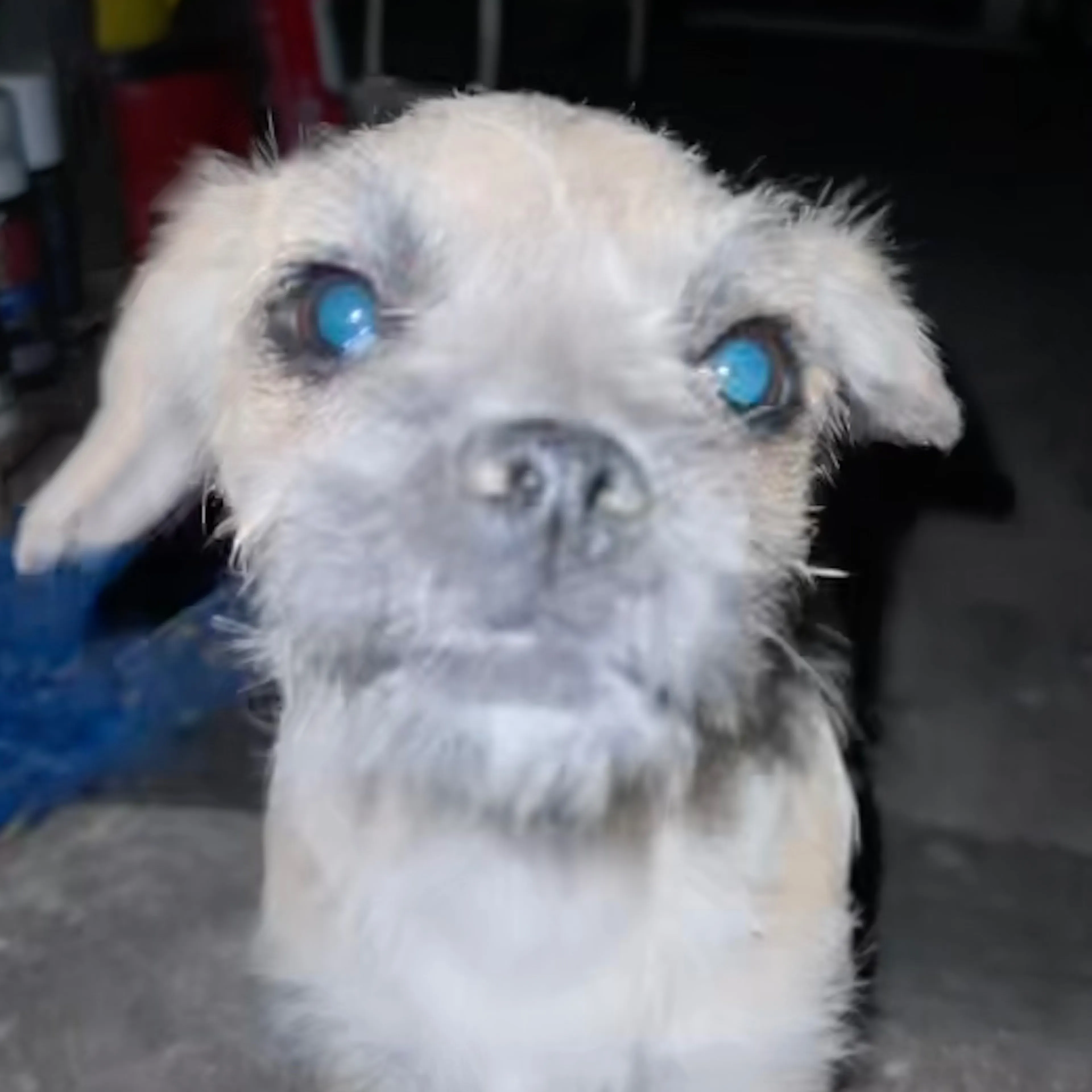 Found pet-1