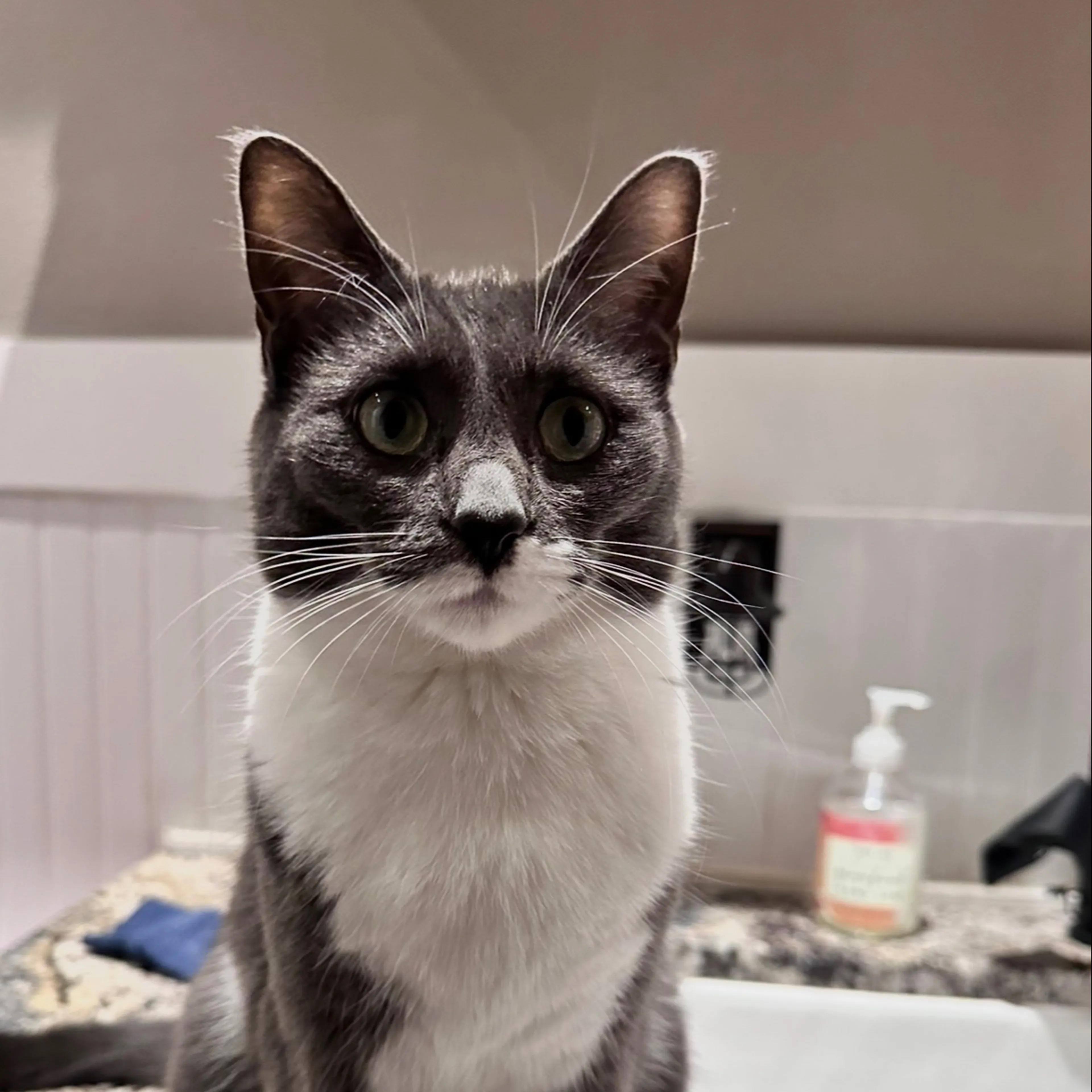 Lost pet-2