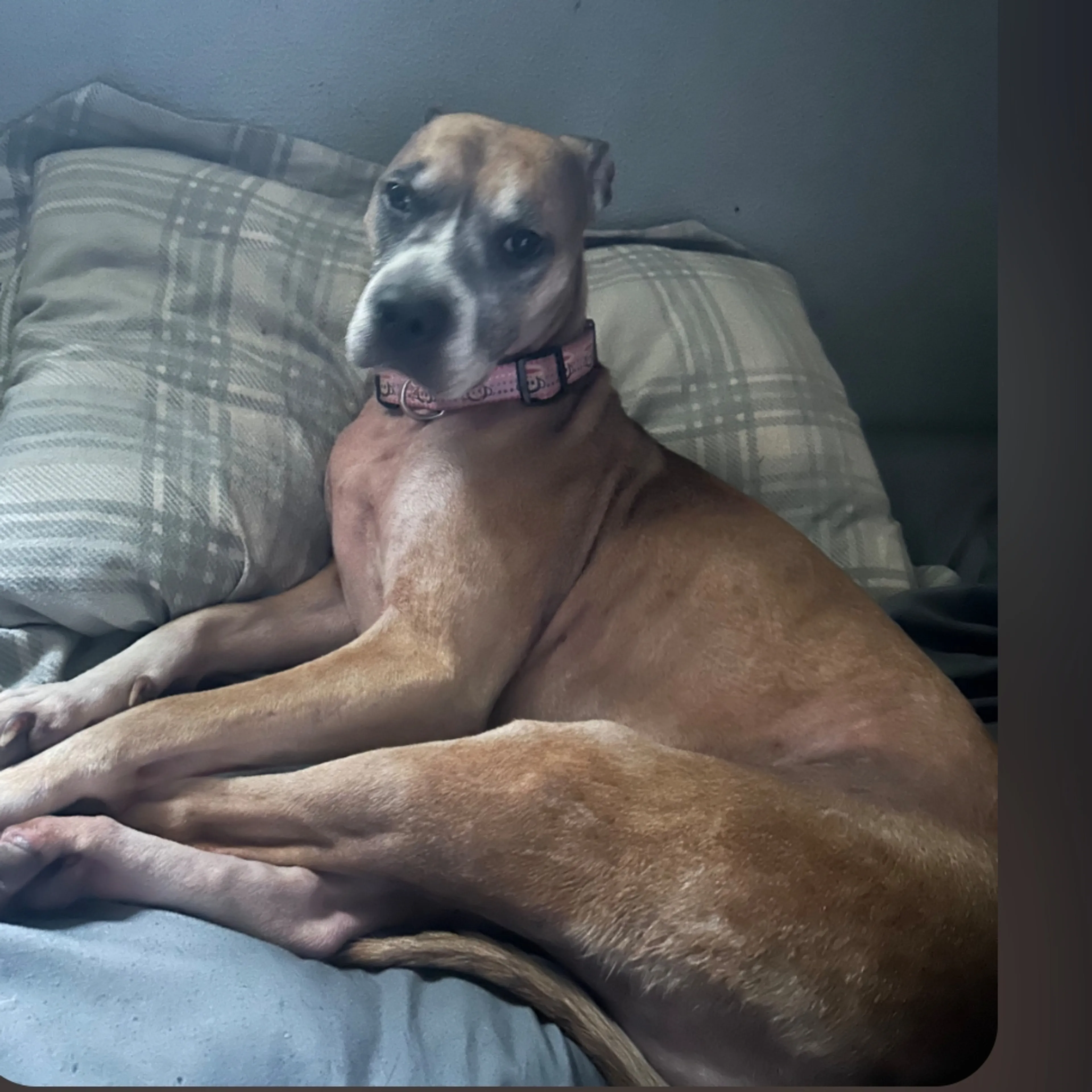 Lost pet-1