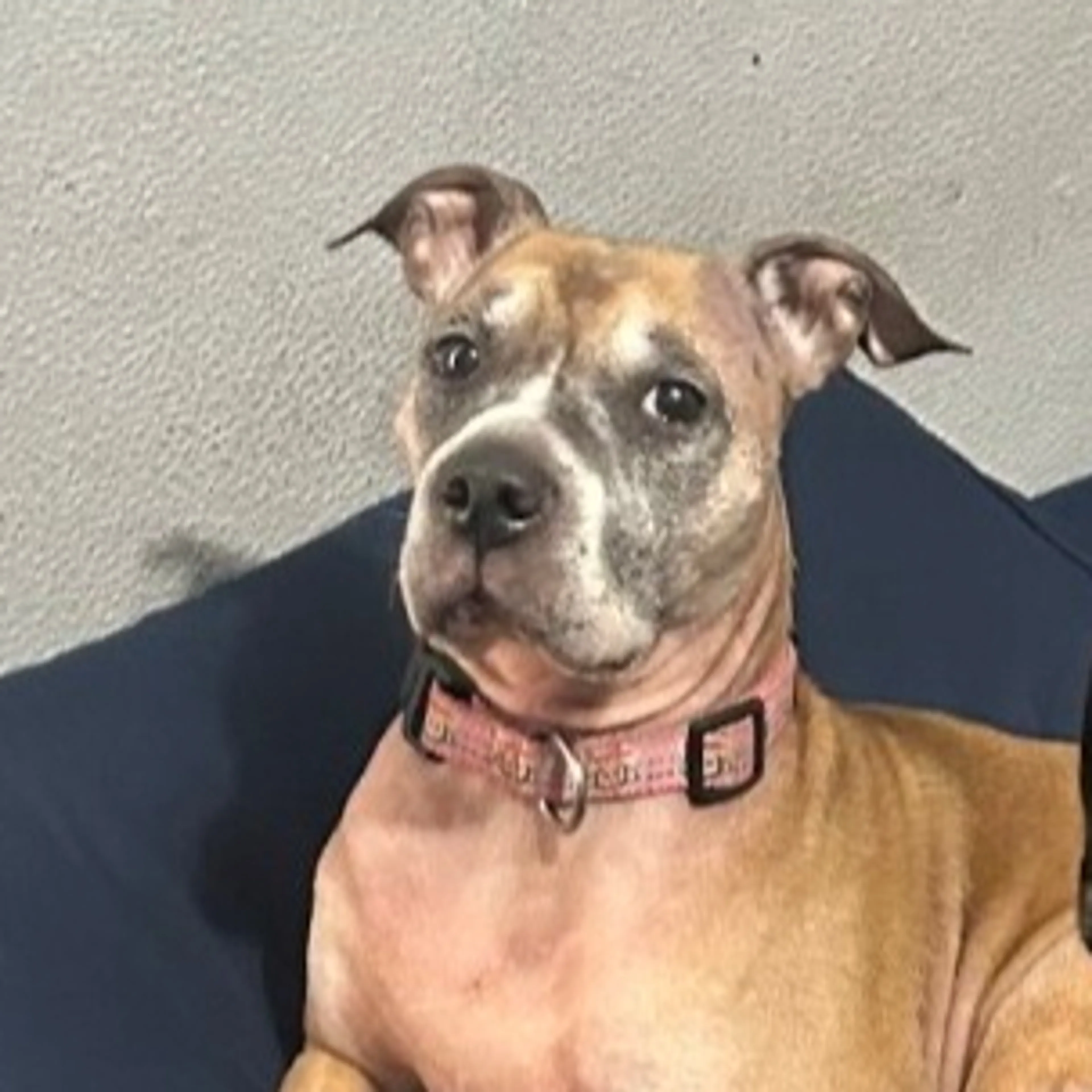 Lost pet-2