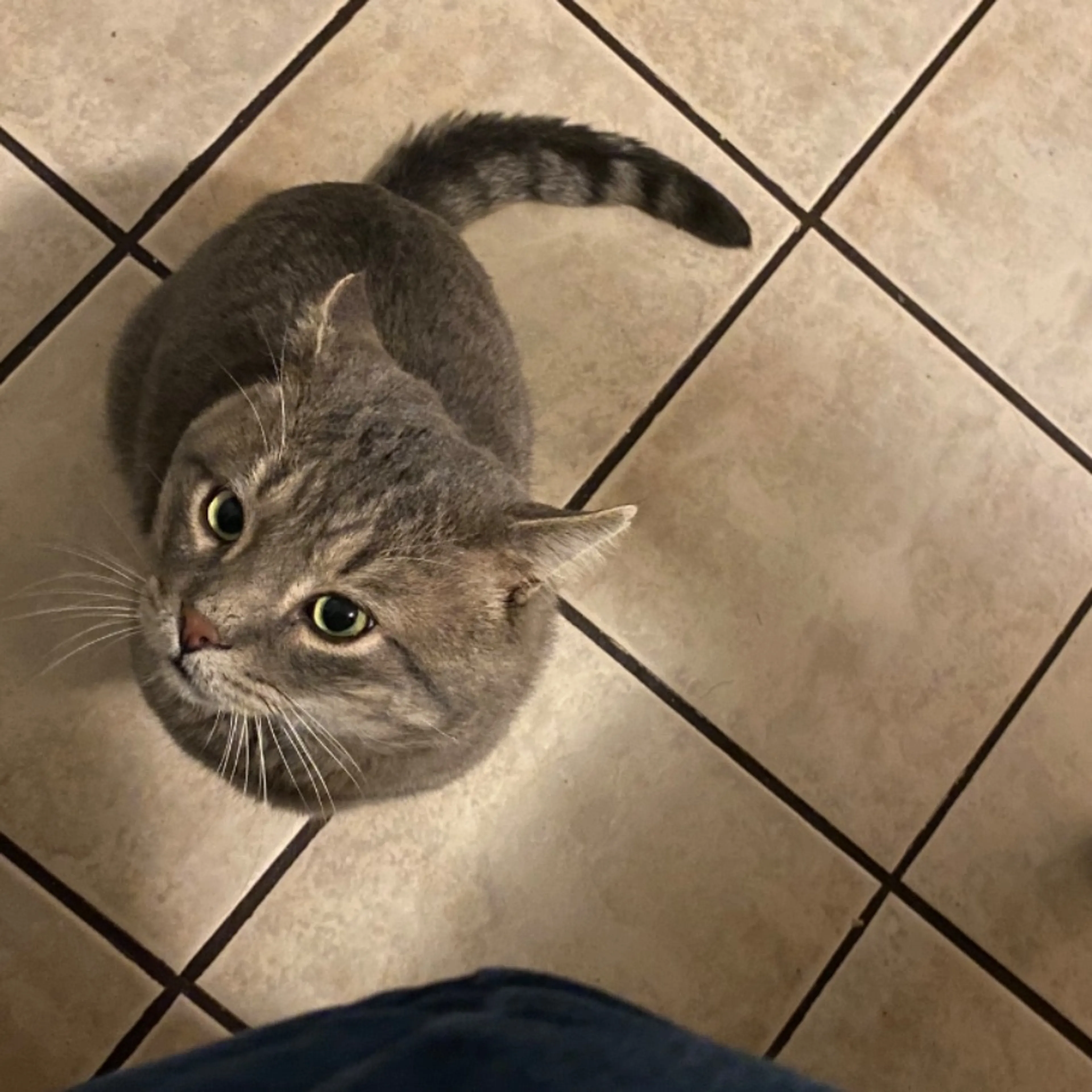 Lost pet