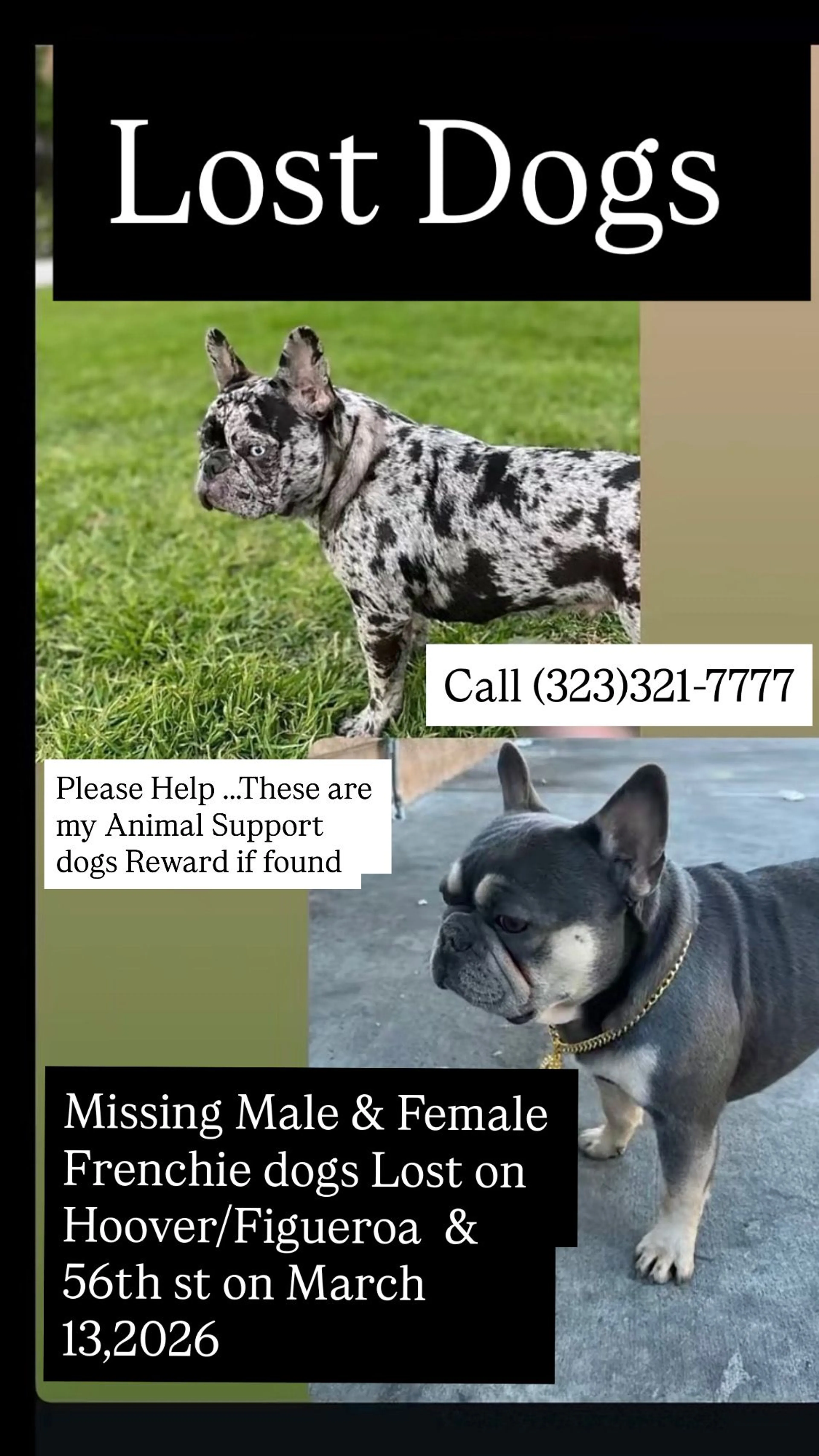 Lost pet