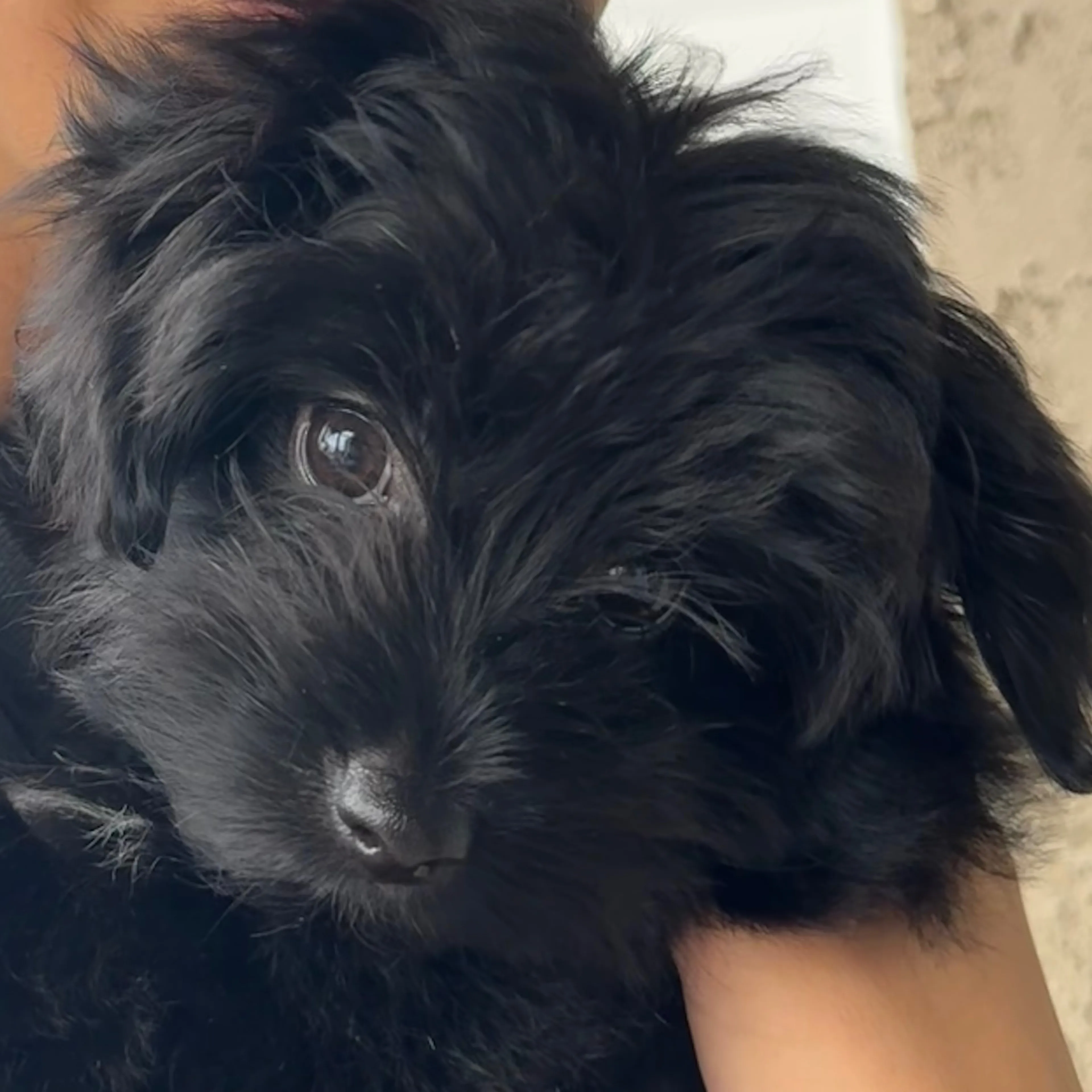 Lost pet-2