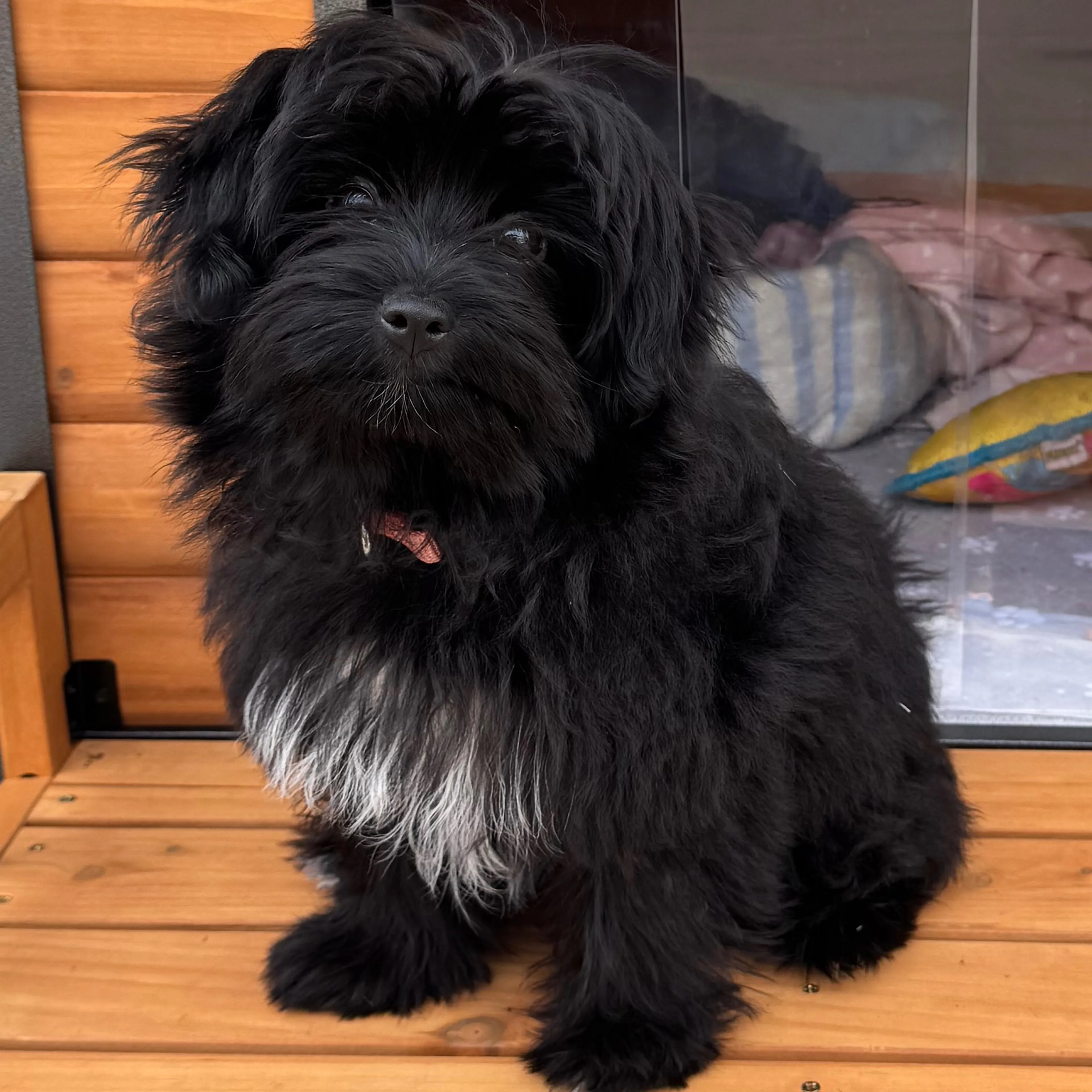 Lost pet-3