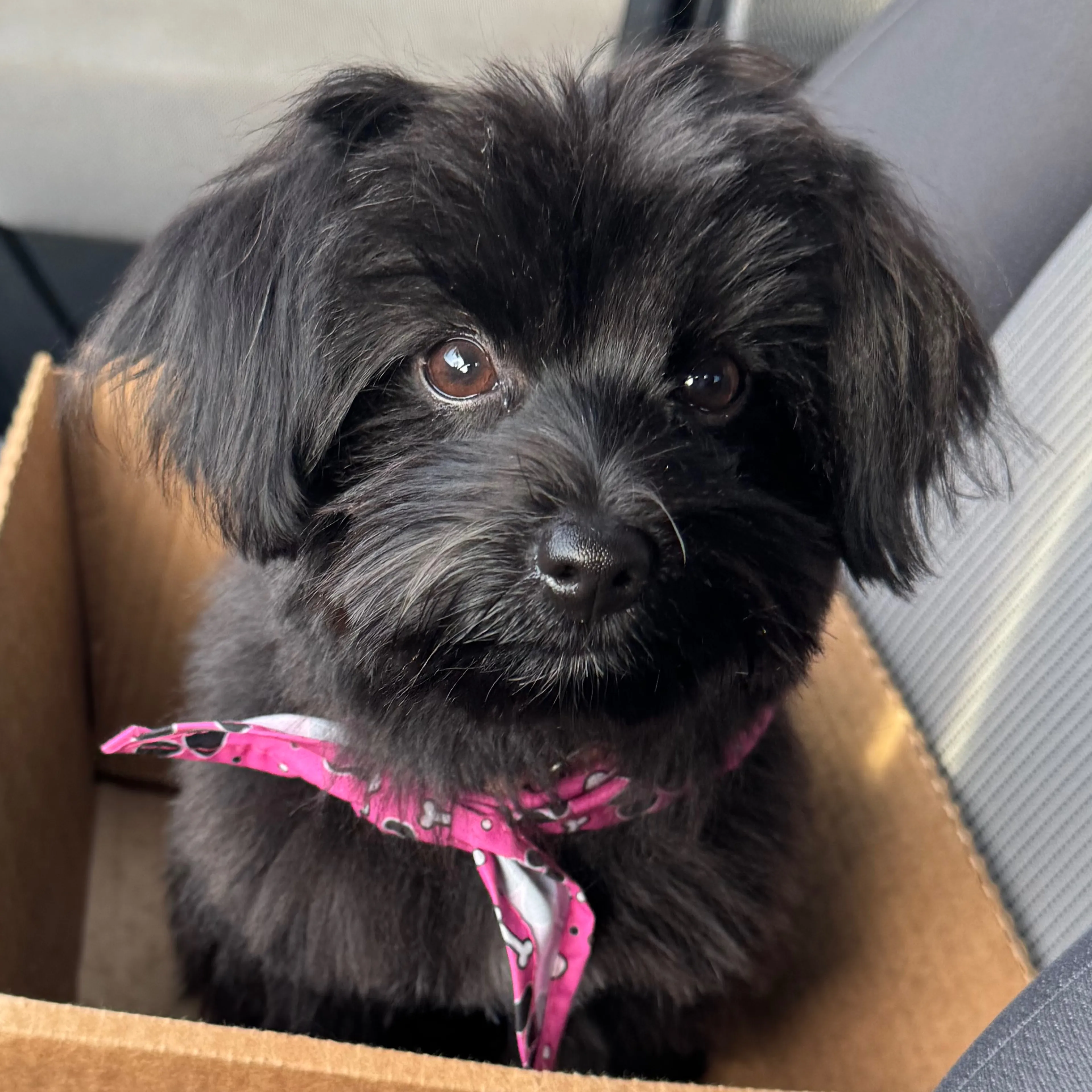 Lost pet-0