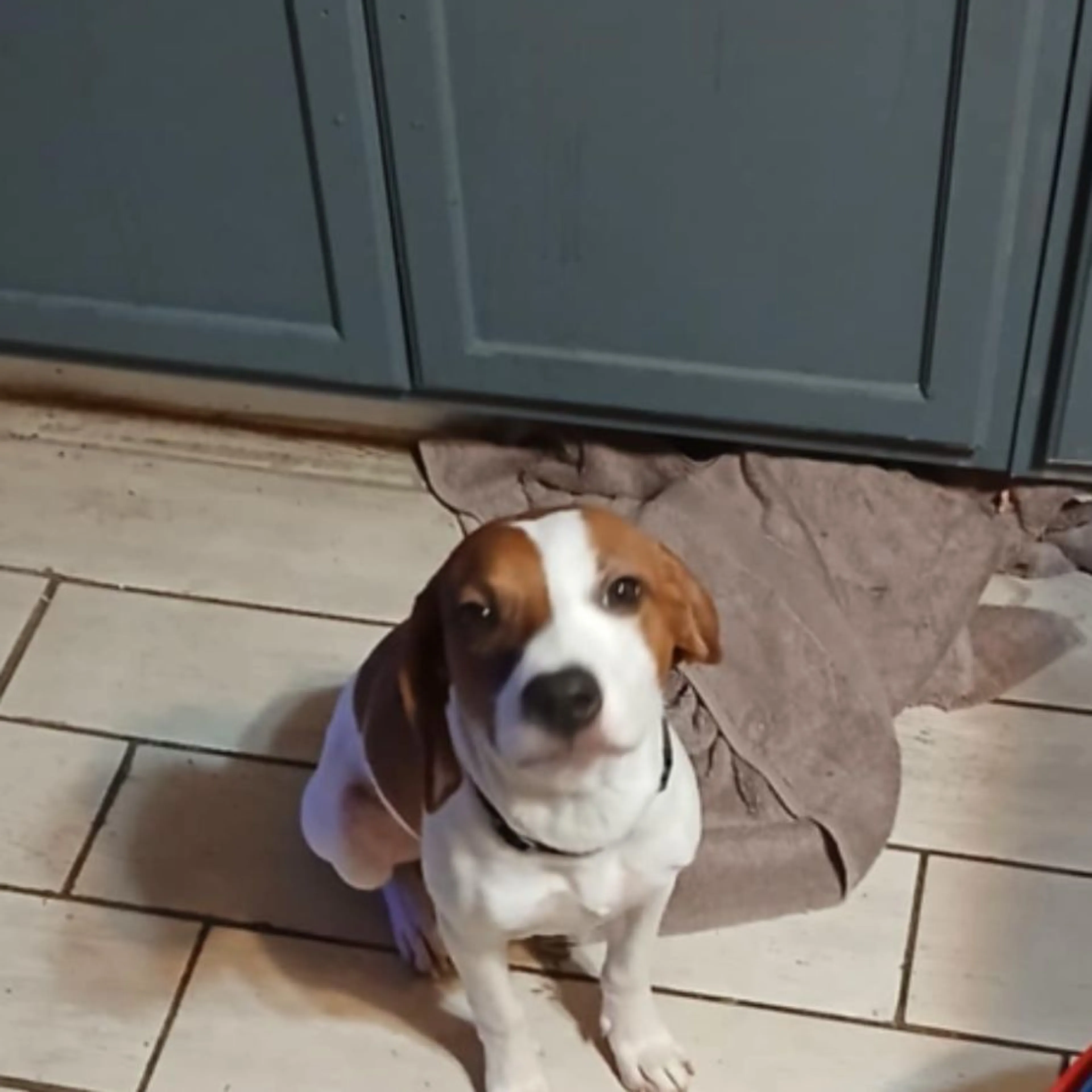 Lost pet
