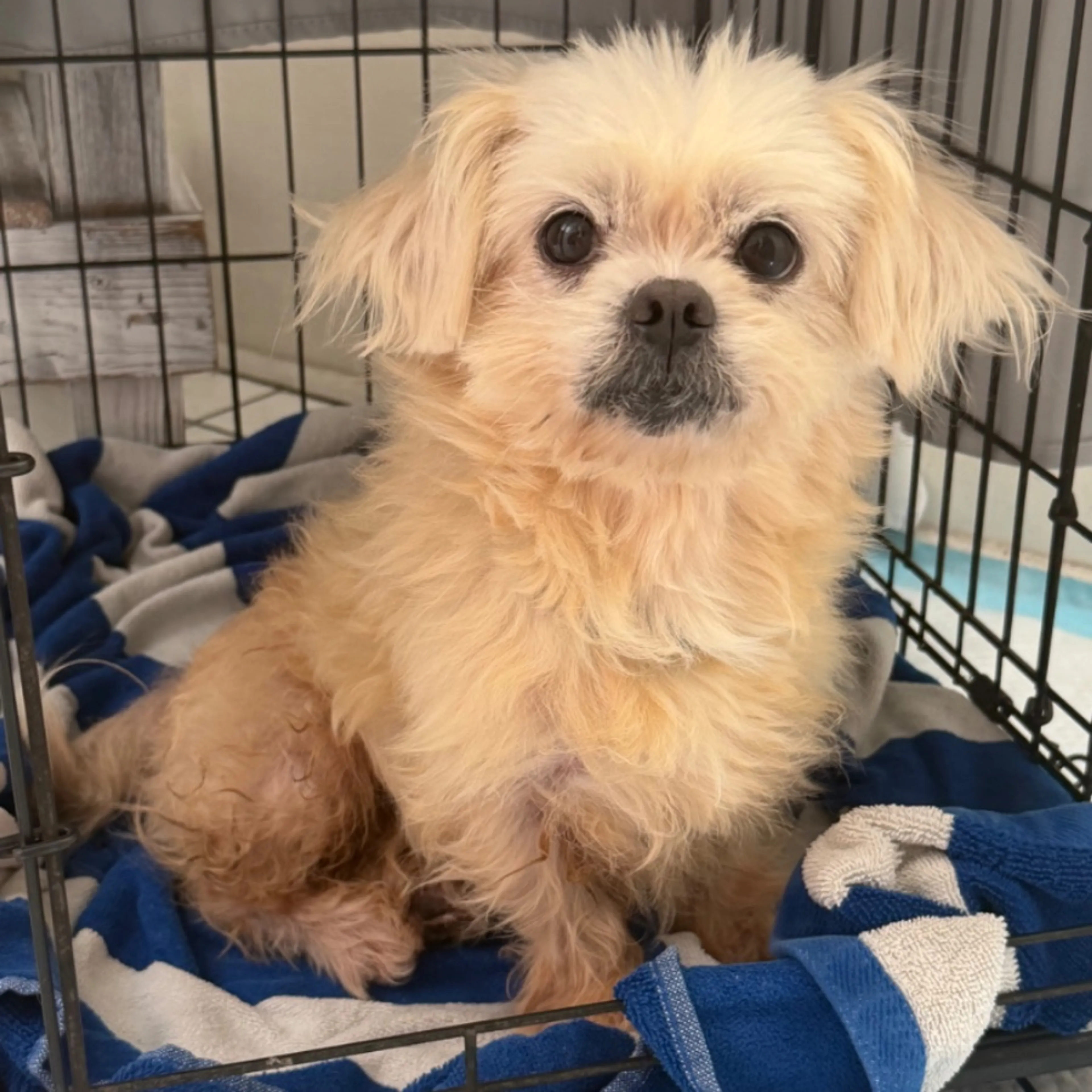 Found pet
