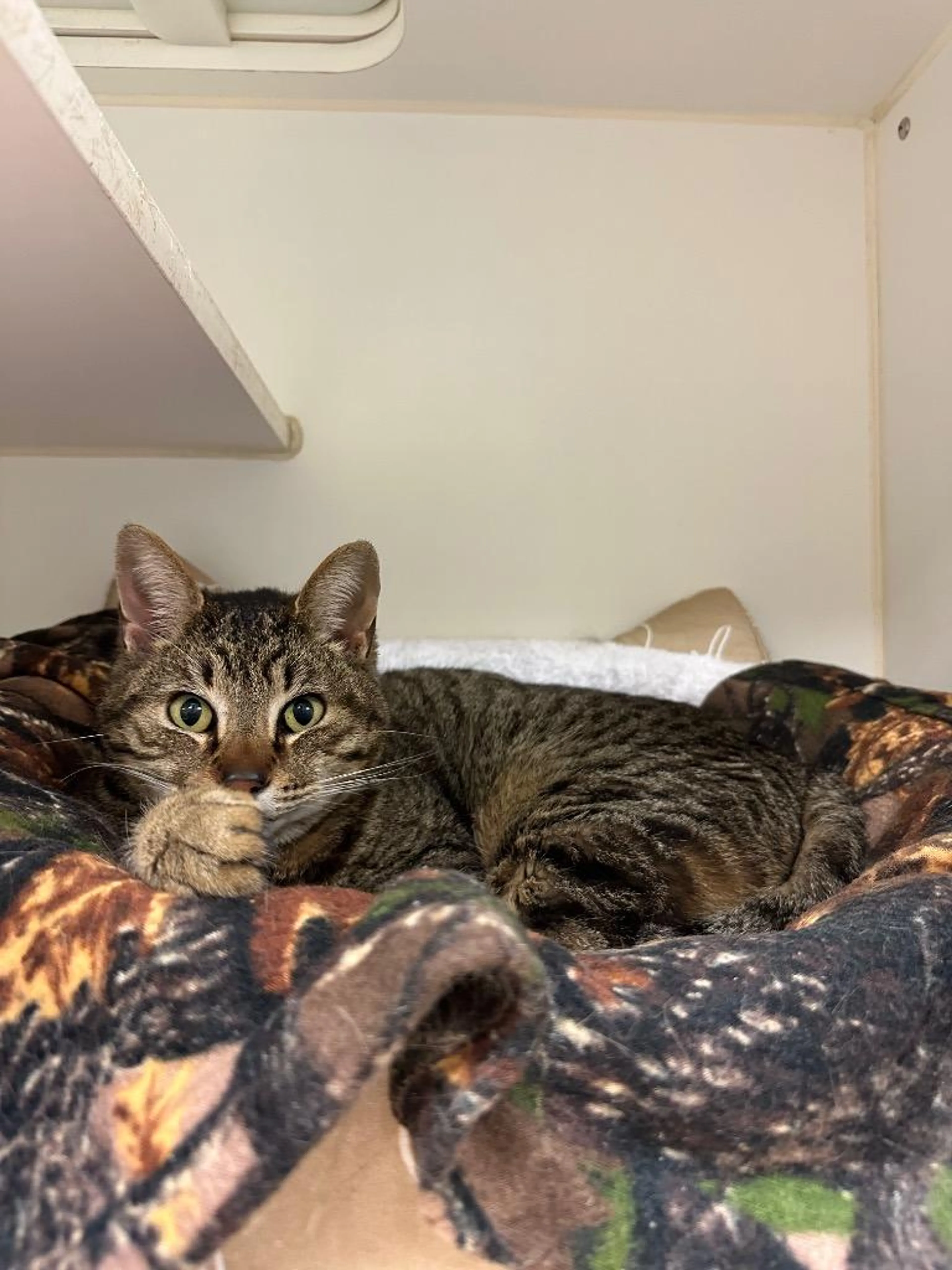 Found pet-1