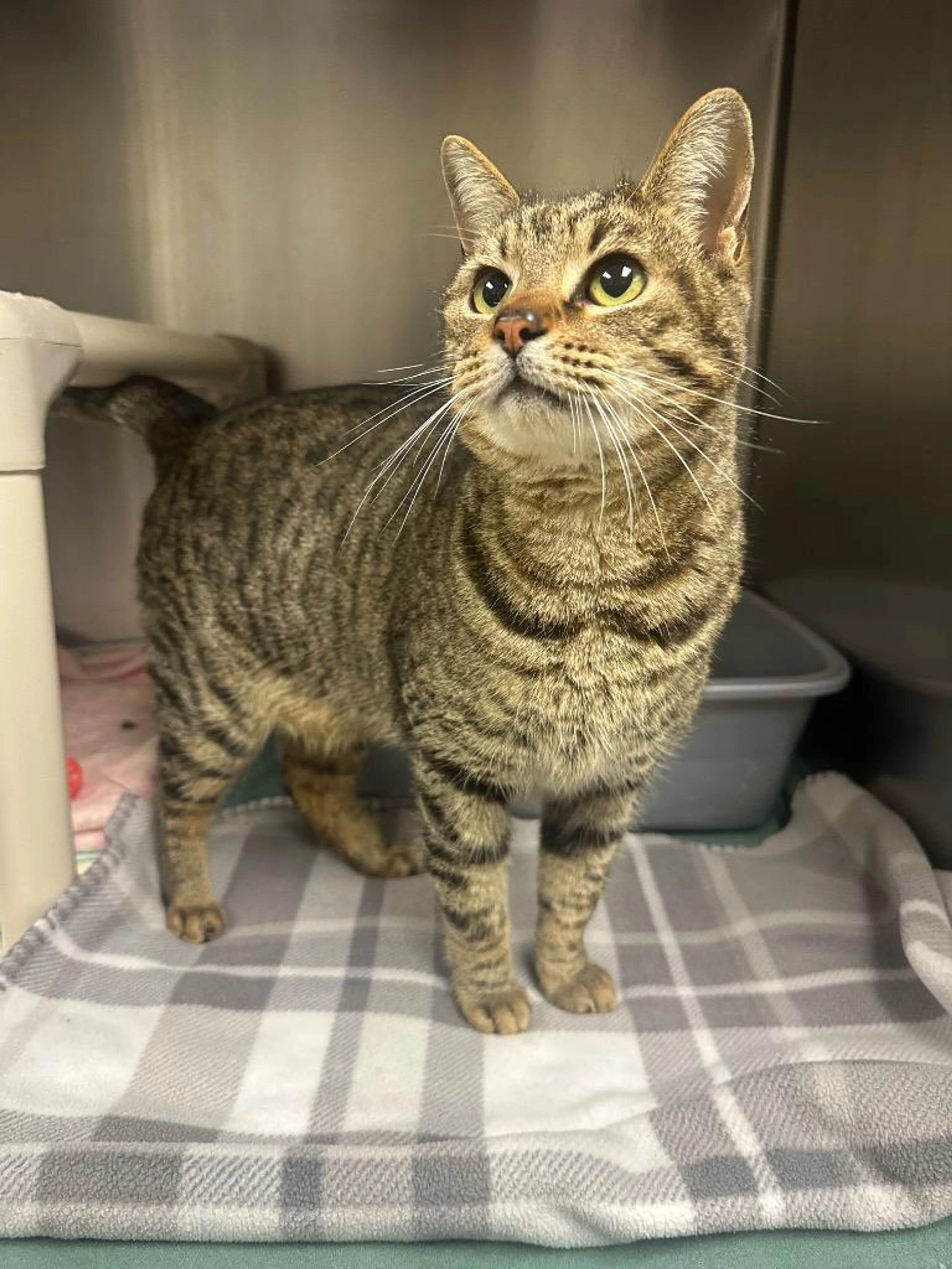 Found pet-2