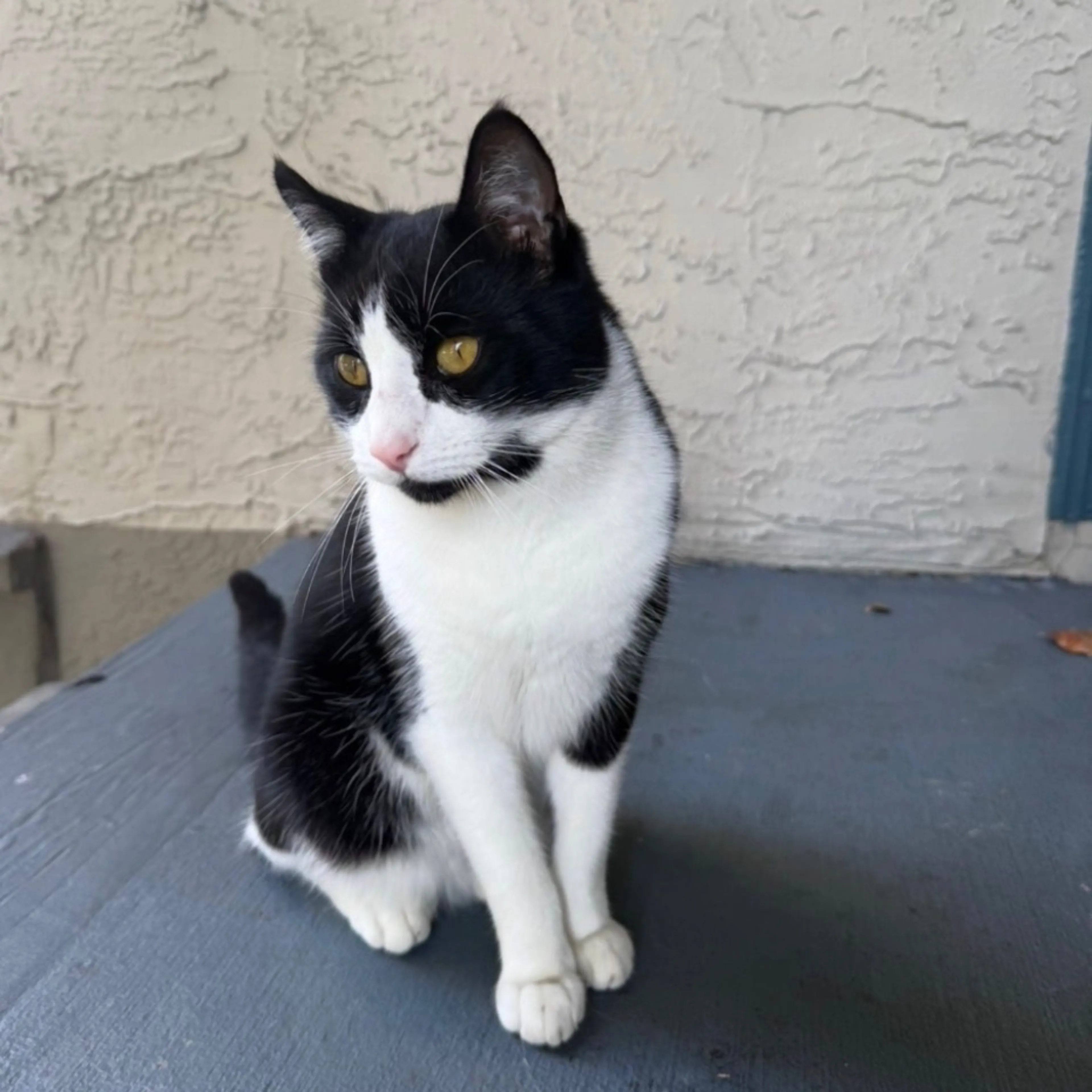 Lost pet
