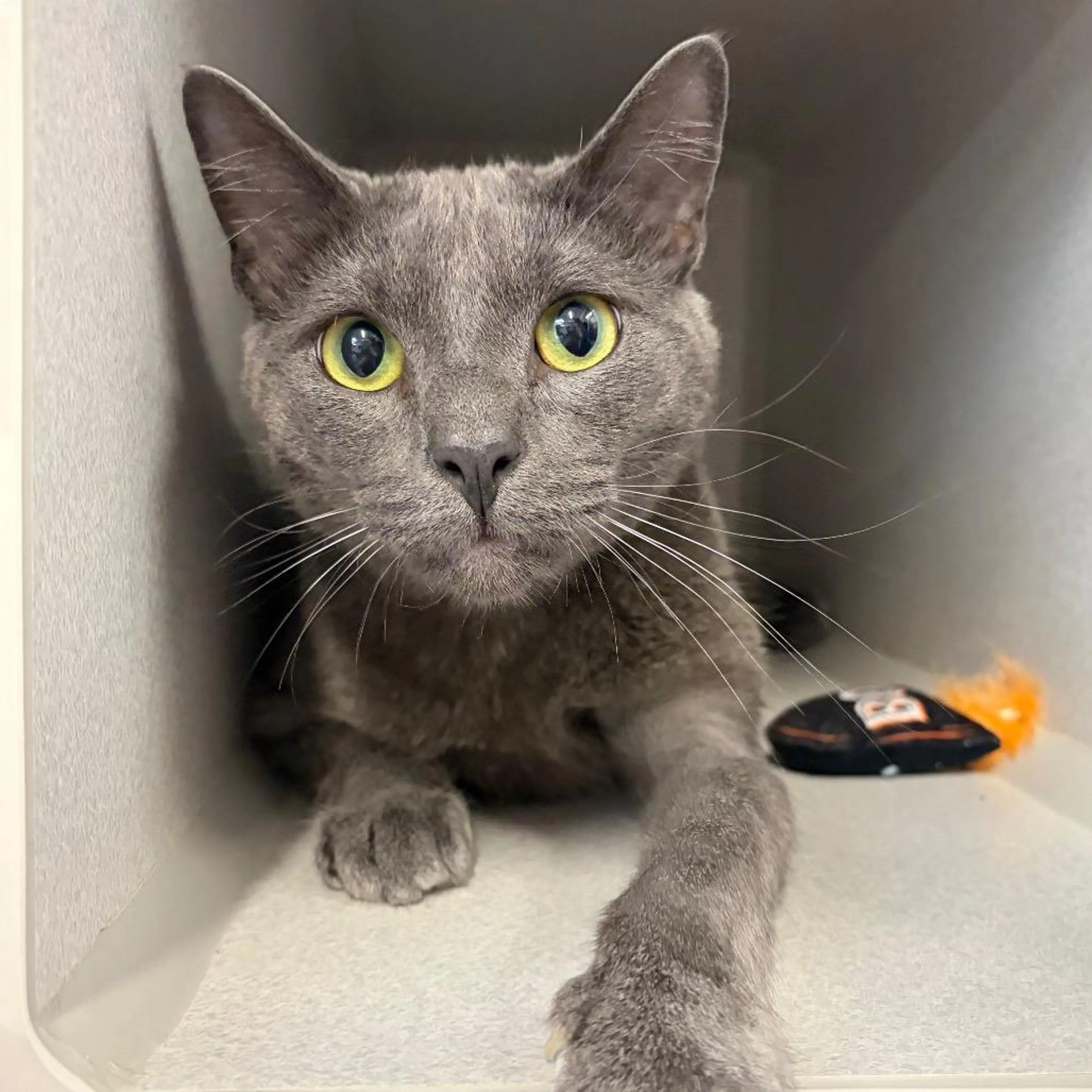 Found pet