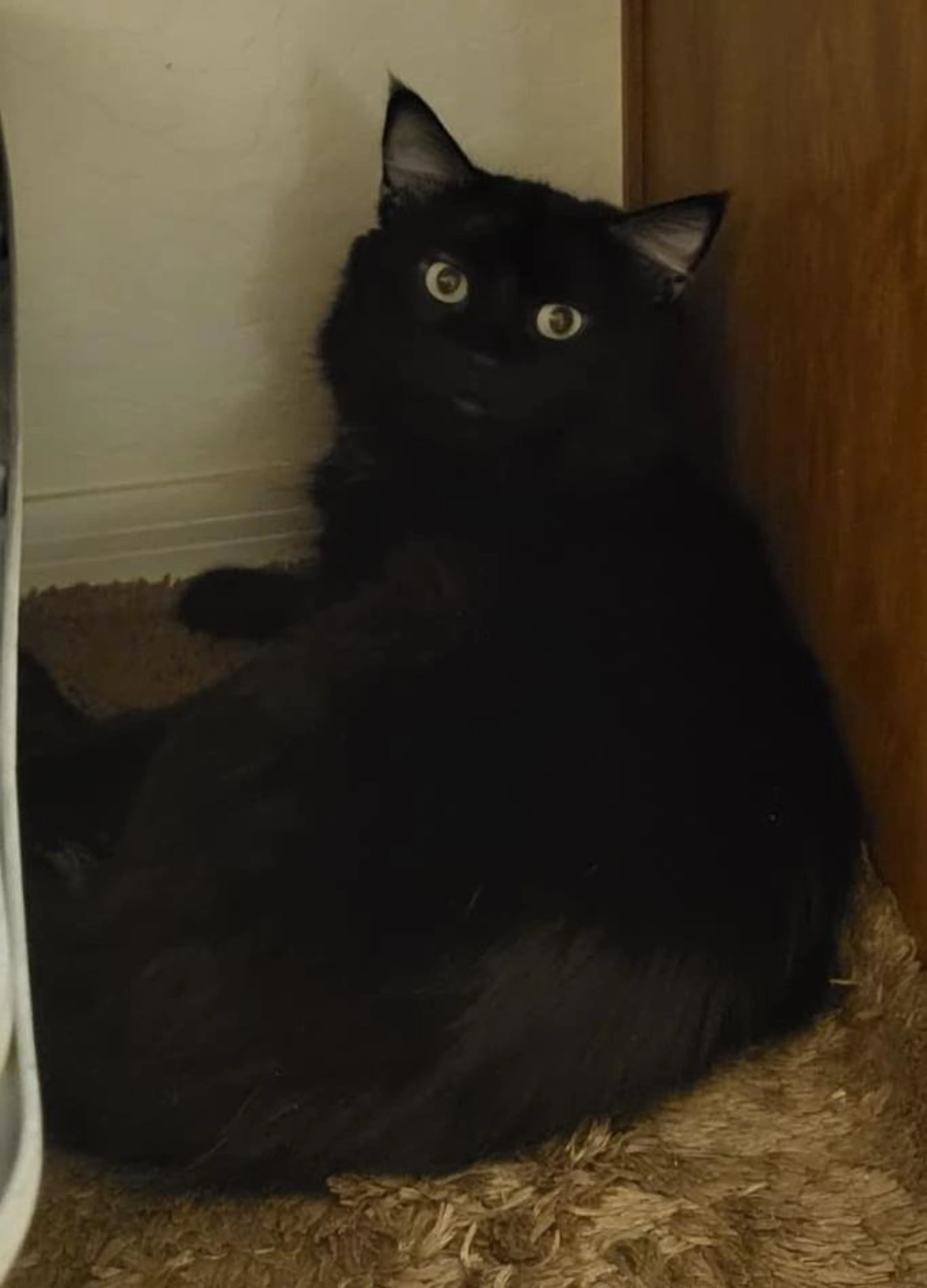 Found pet-0