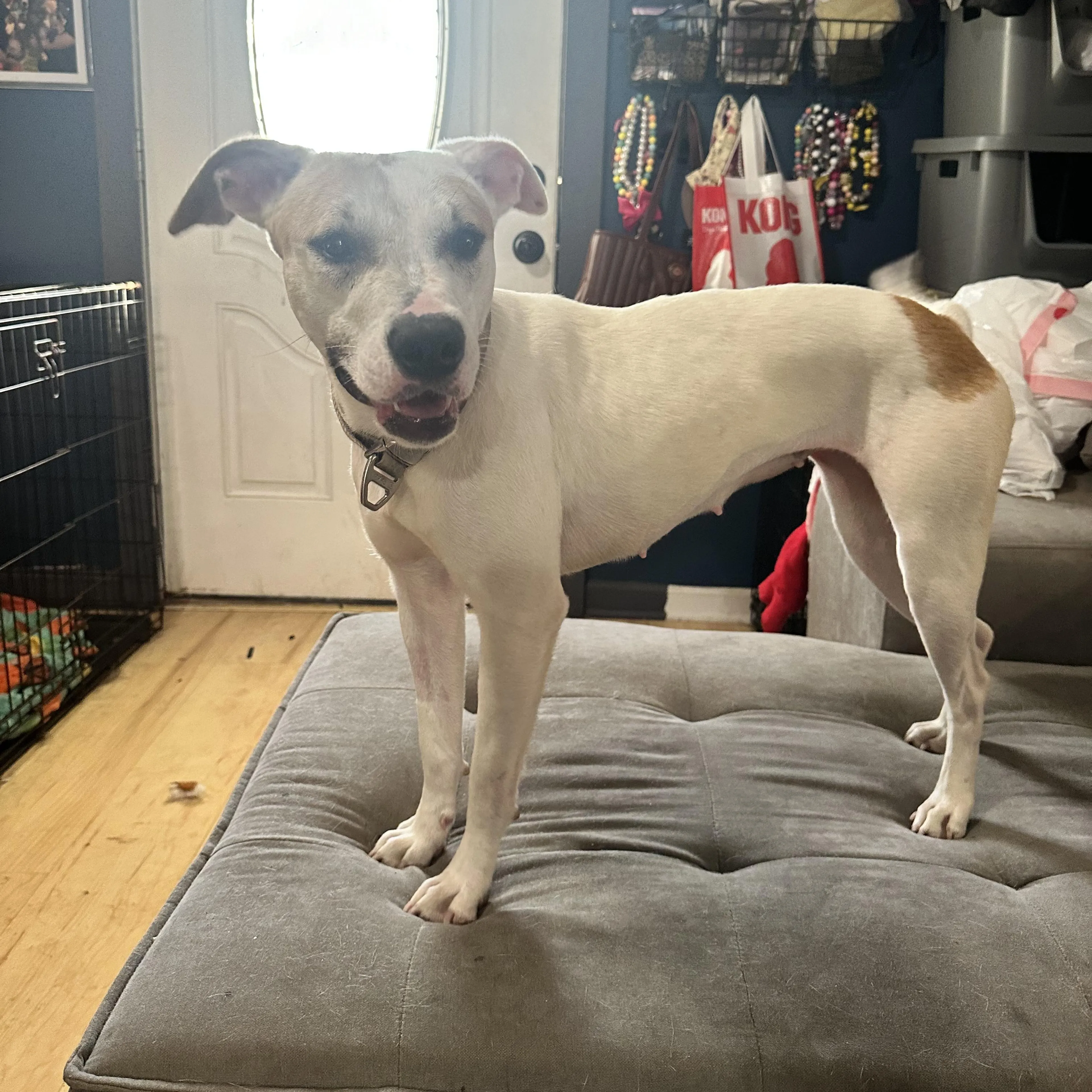 Found pet-4