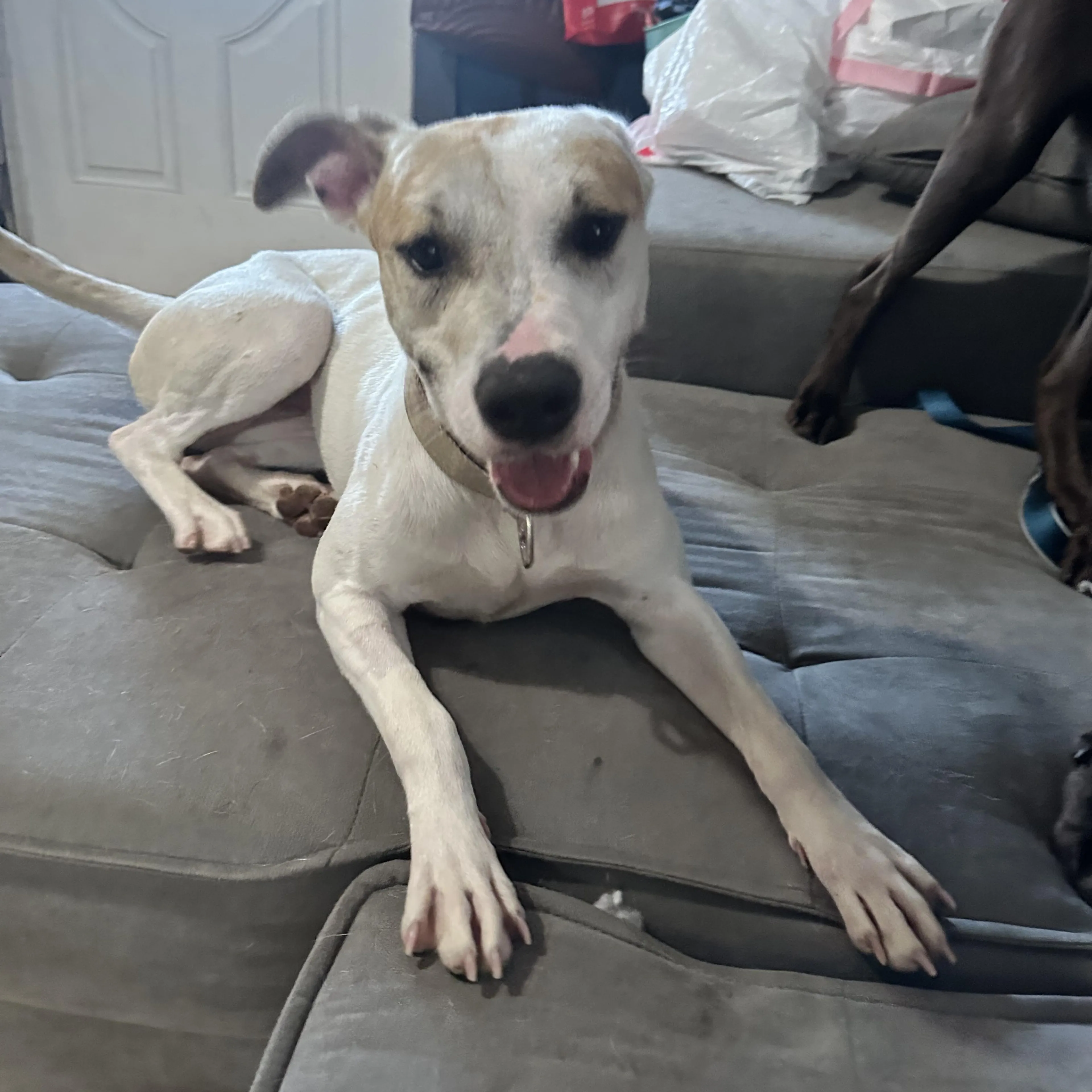 Found pet-1