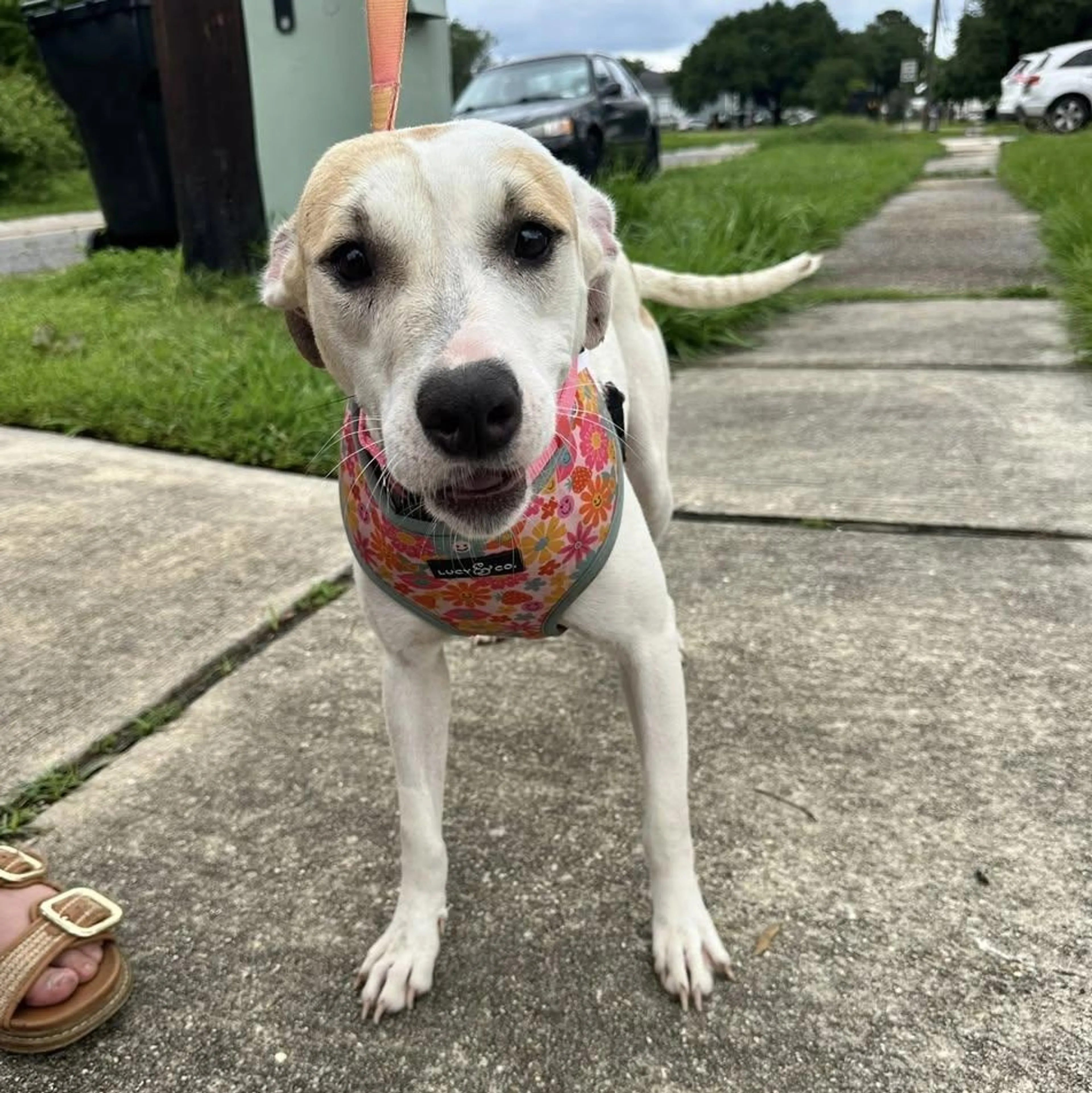 Found pet-3