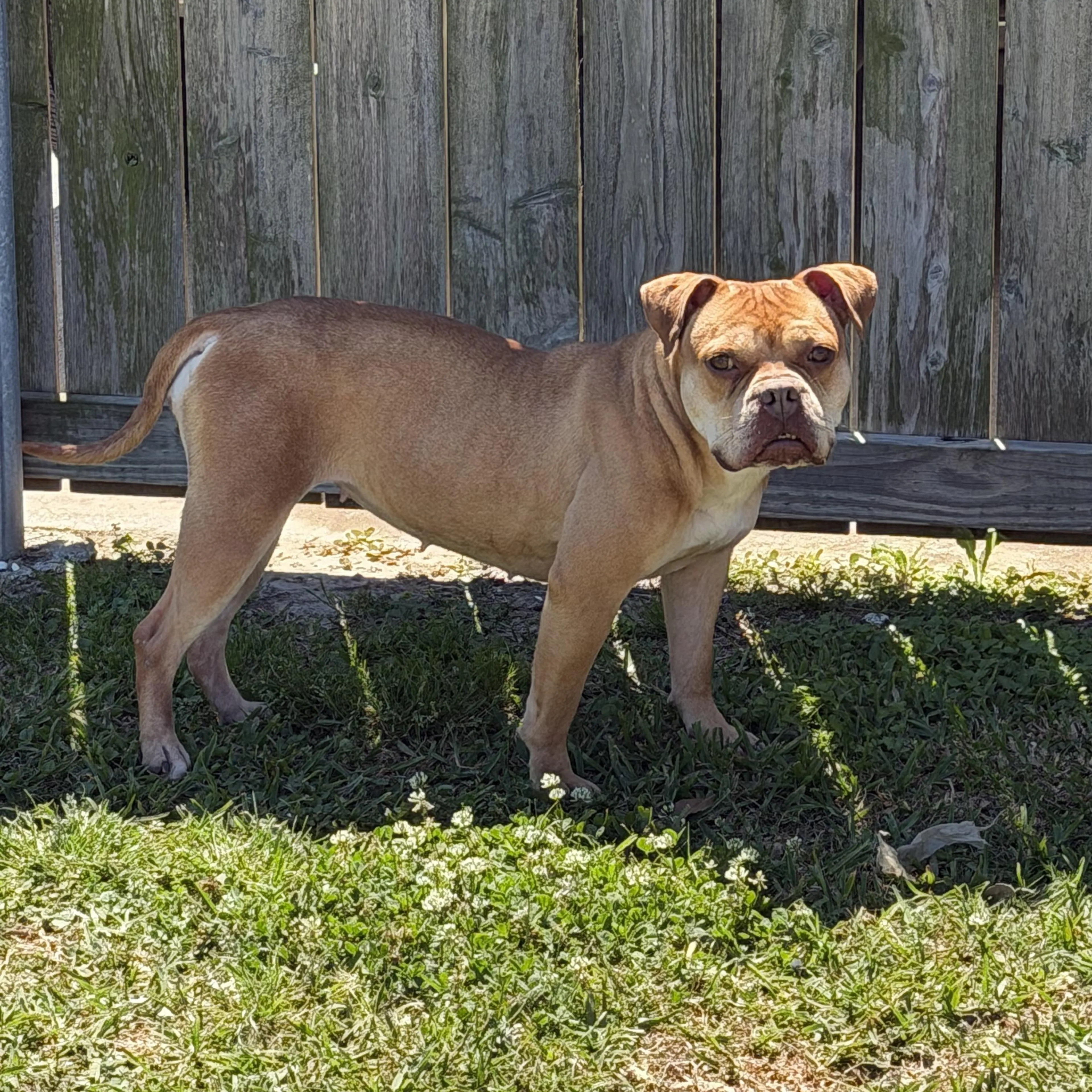 Found pet-5