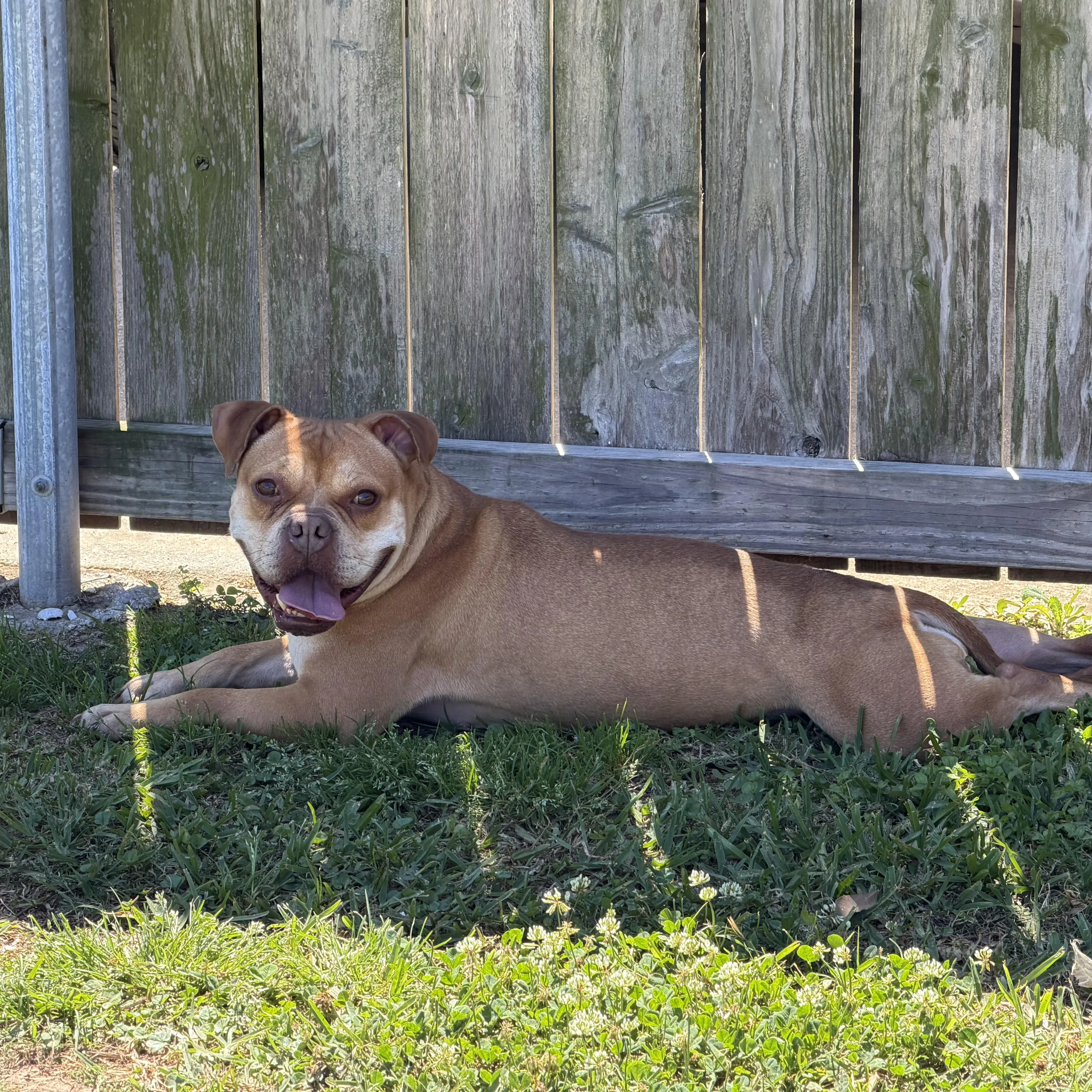 Found pet-1