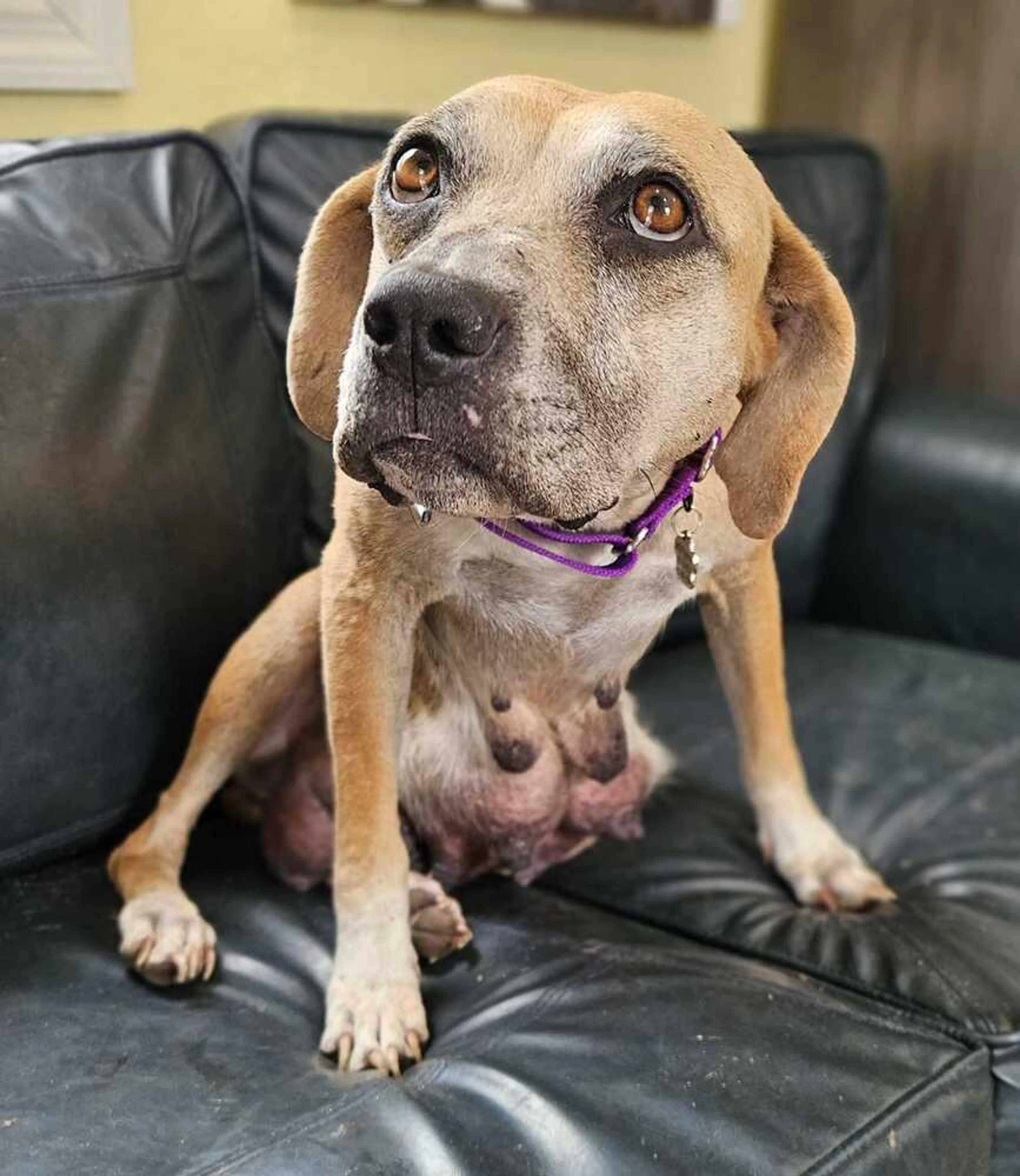 Found pet-3