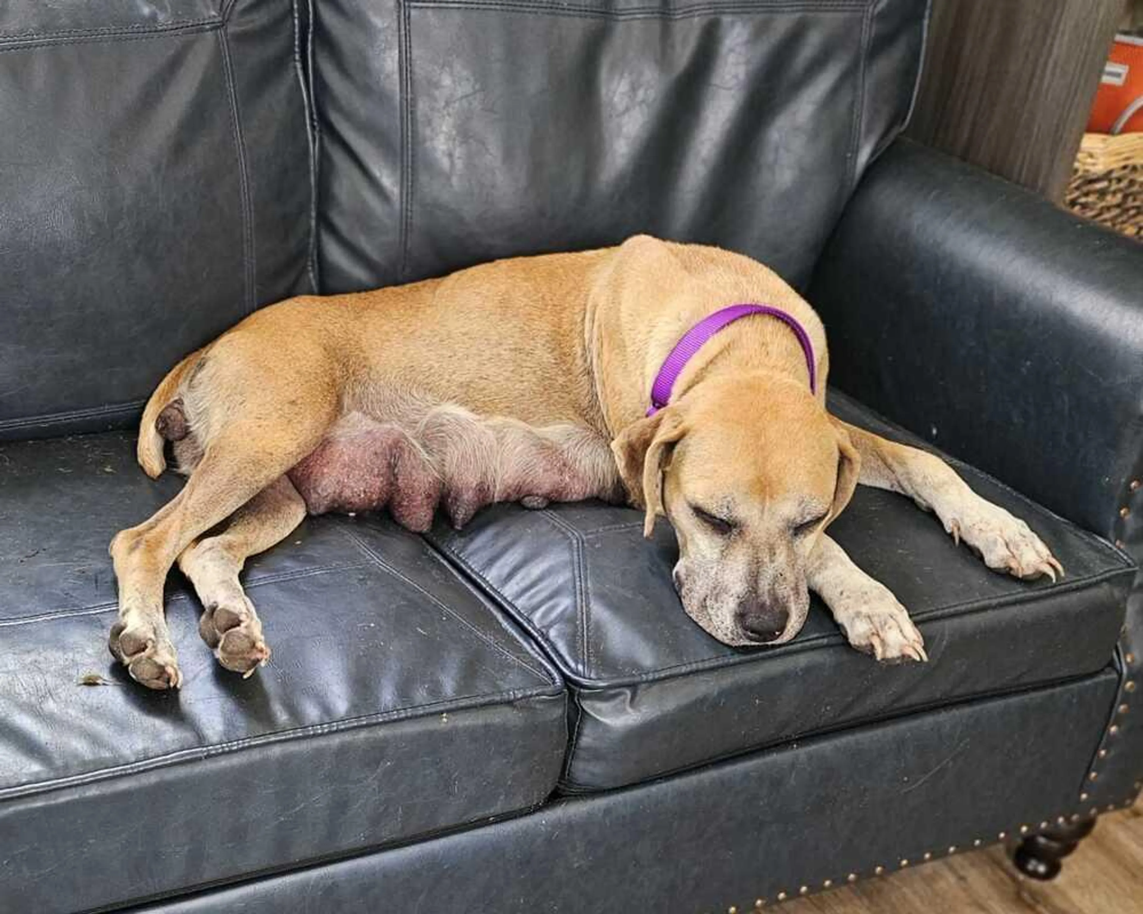 Found pet-4