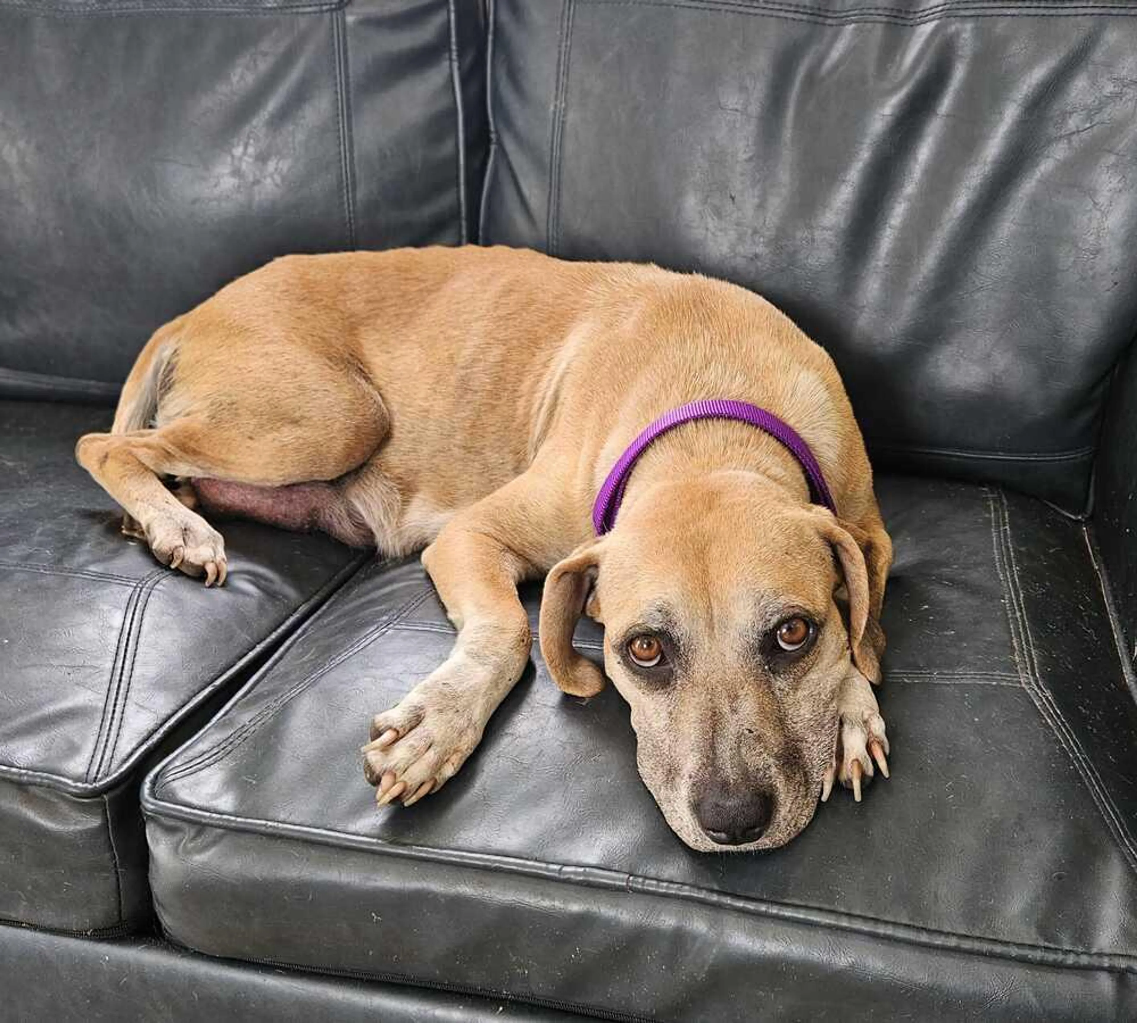 Found pet-0