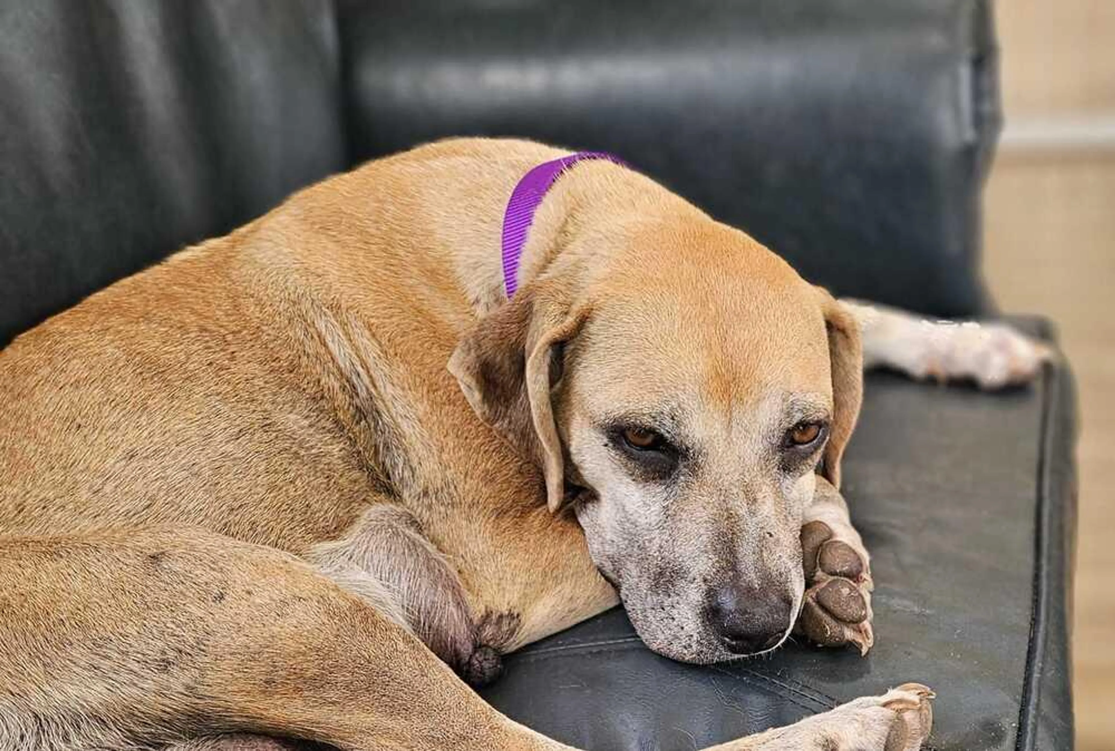 Found pet-1