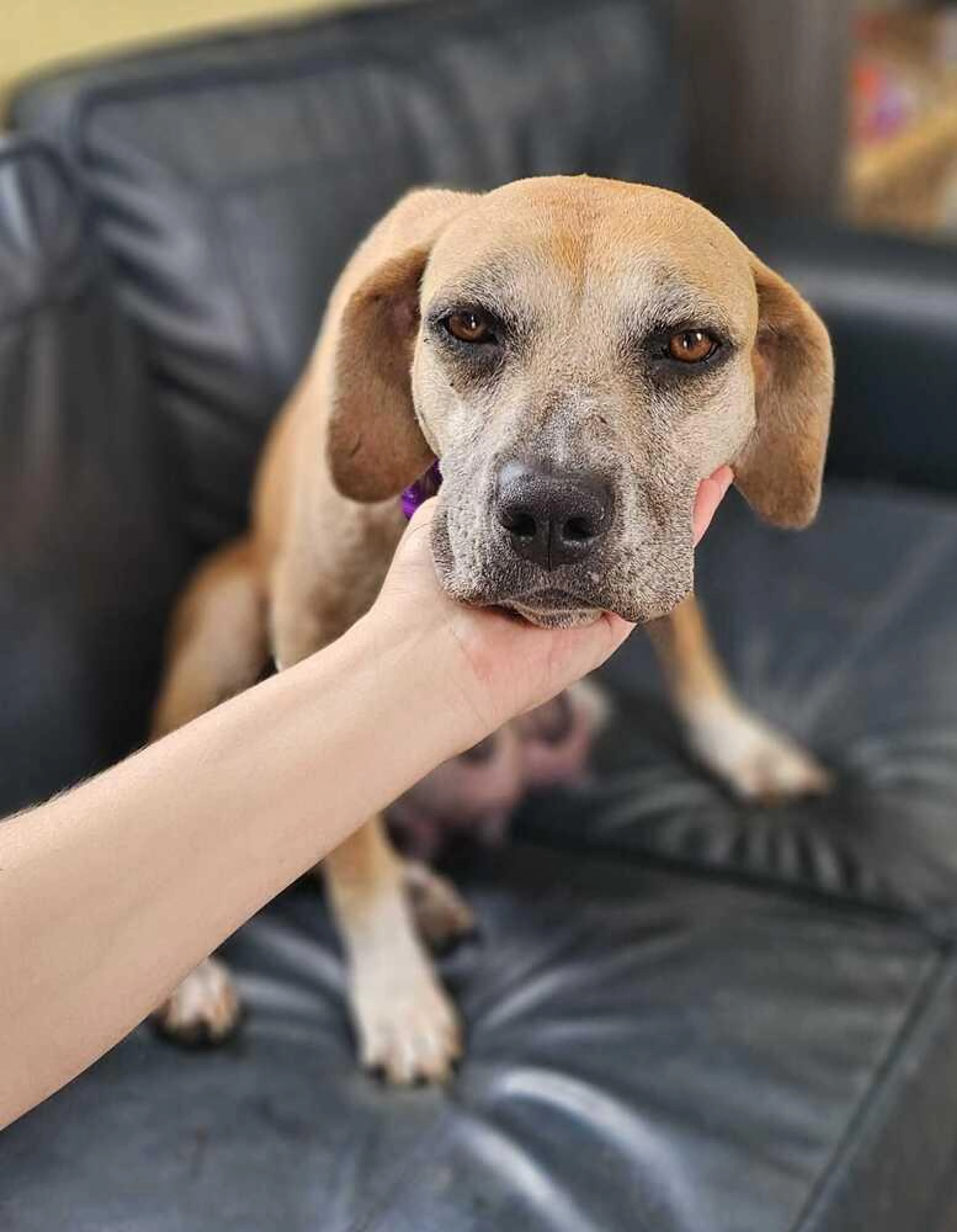 Found pet-5