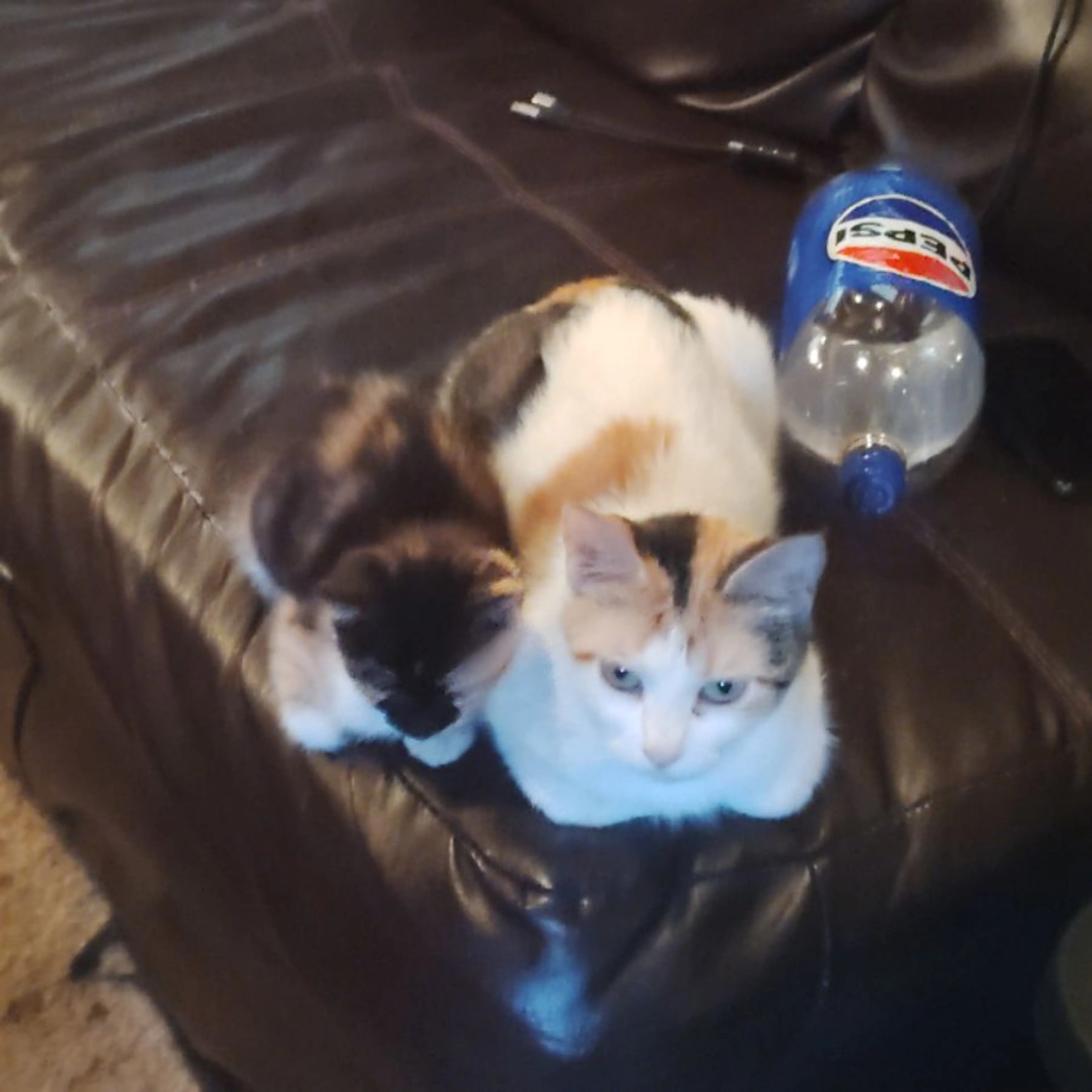 Lost pet
