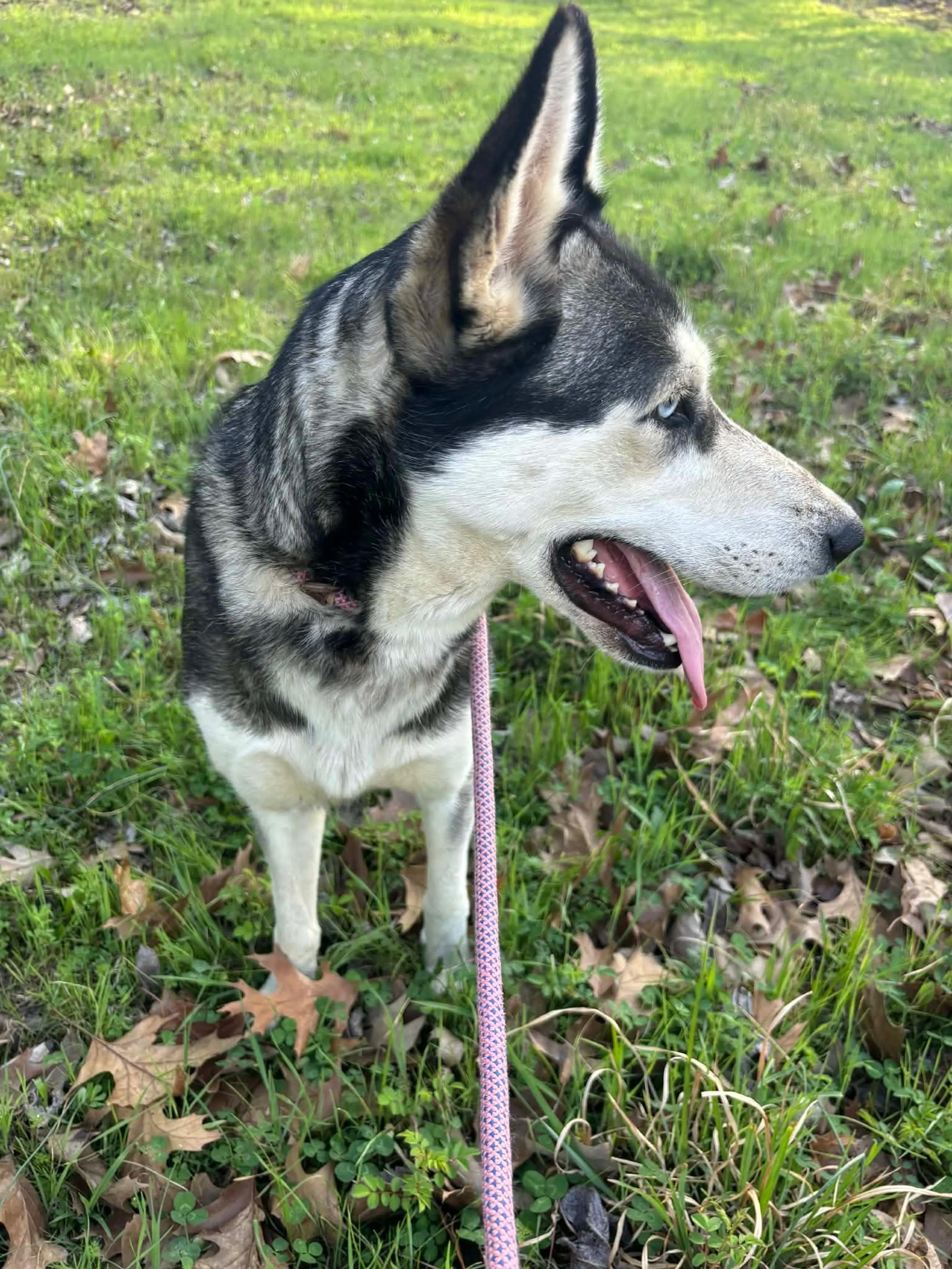 Found pet-2