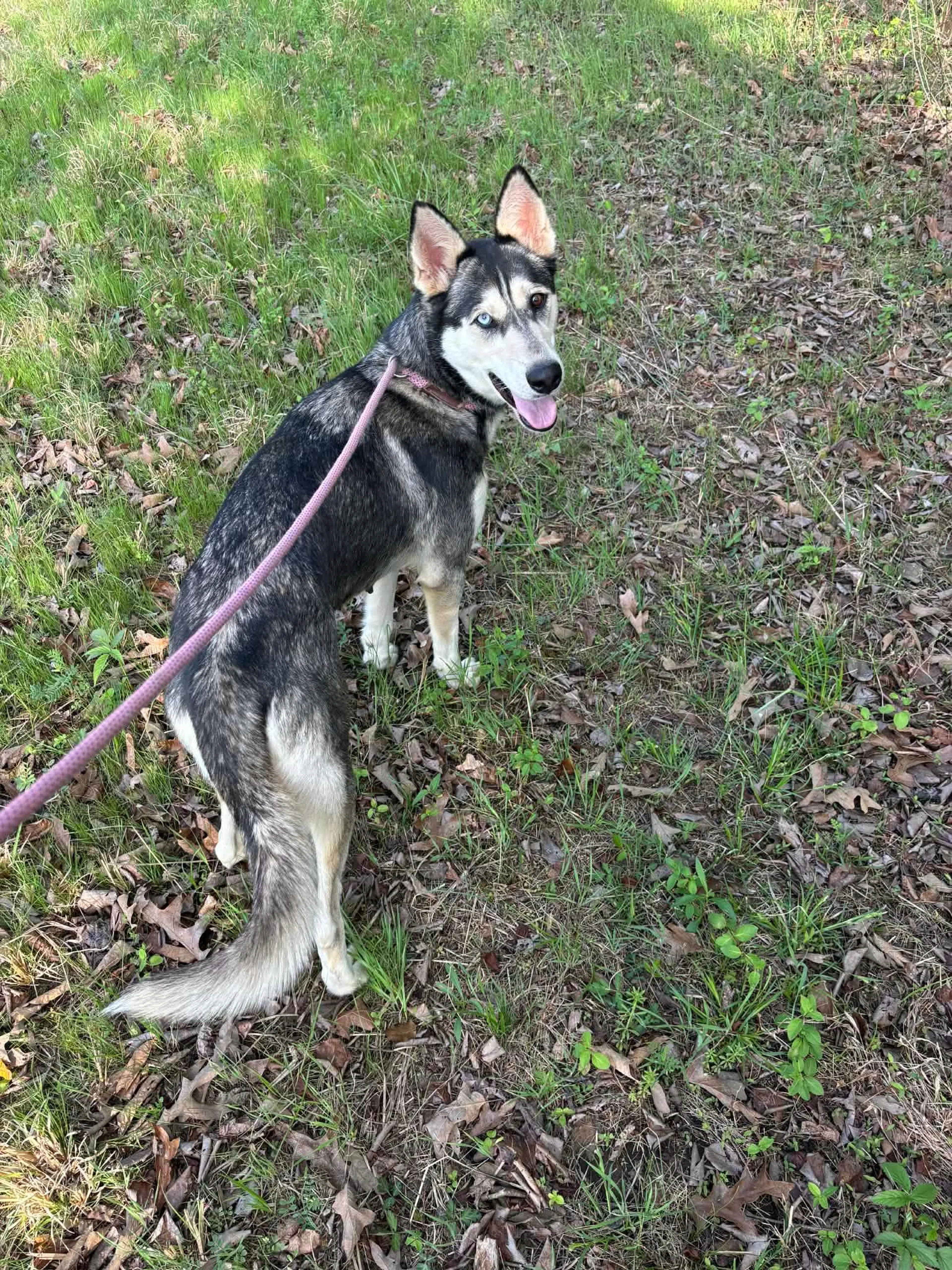 Found pet-4