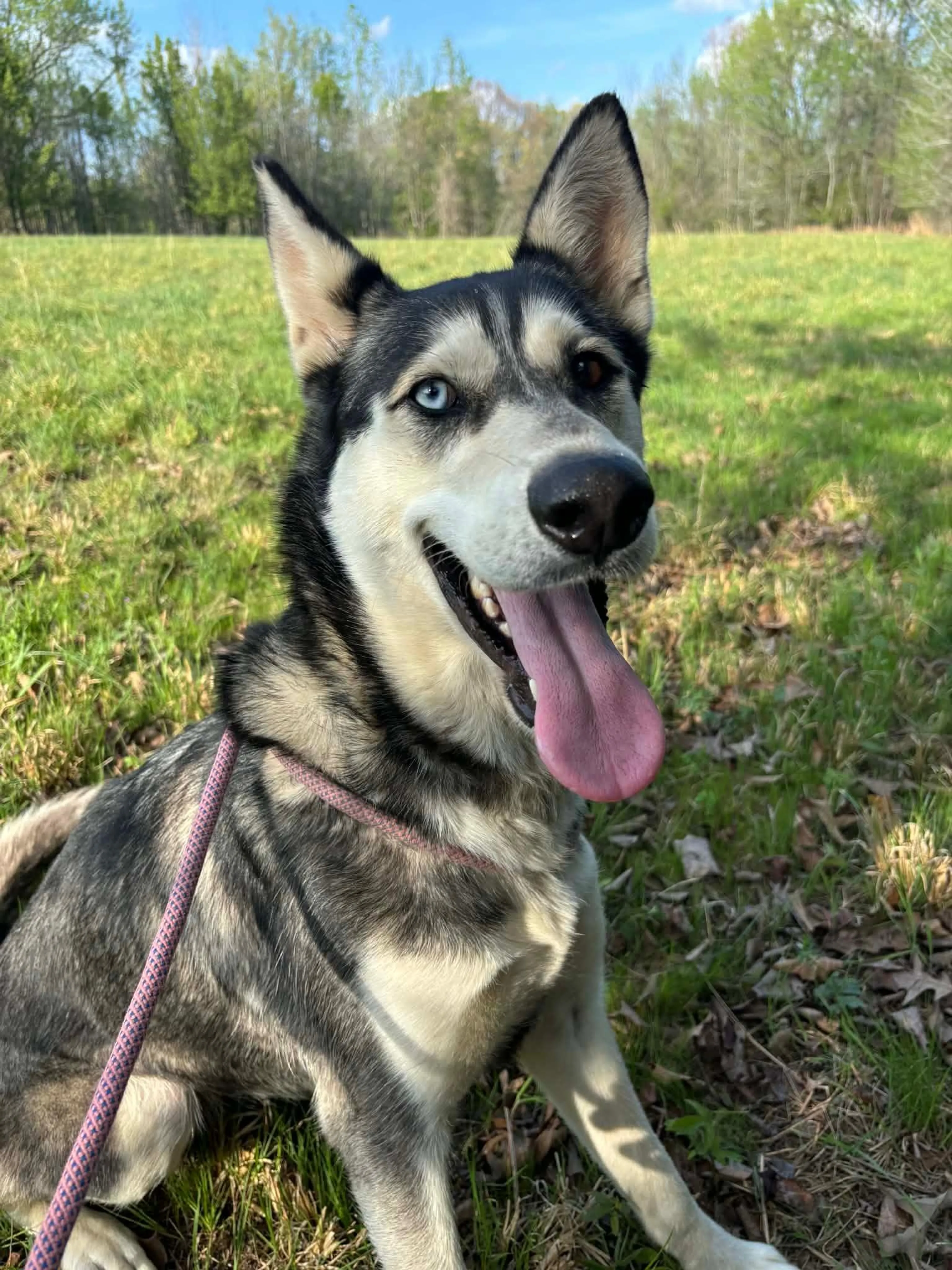 Found pet-1