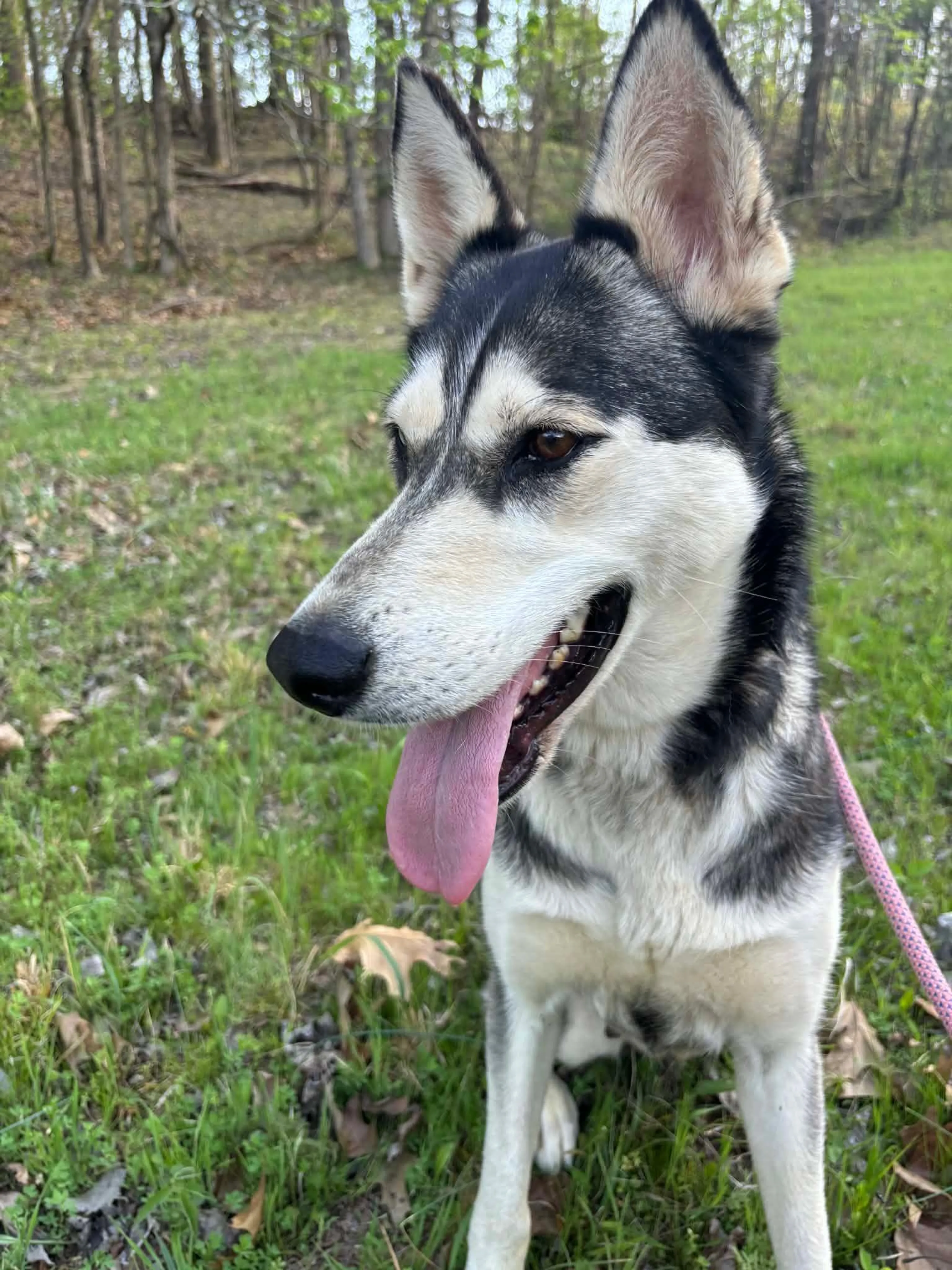 Found pet-3