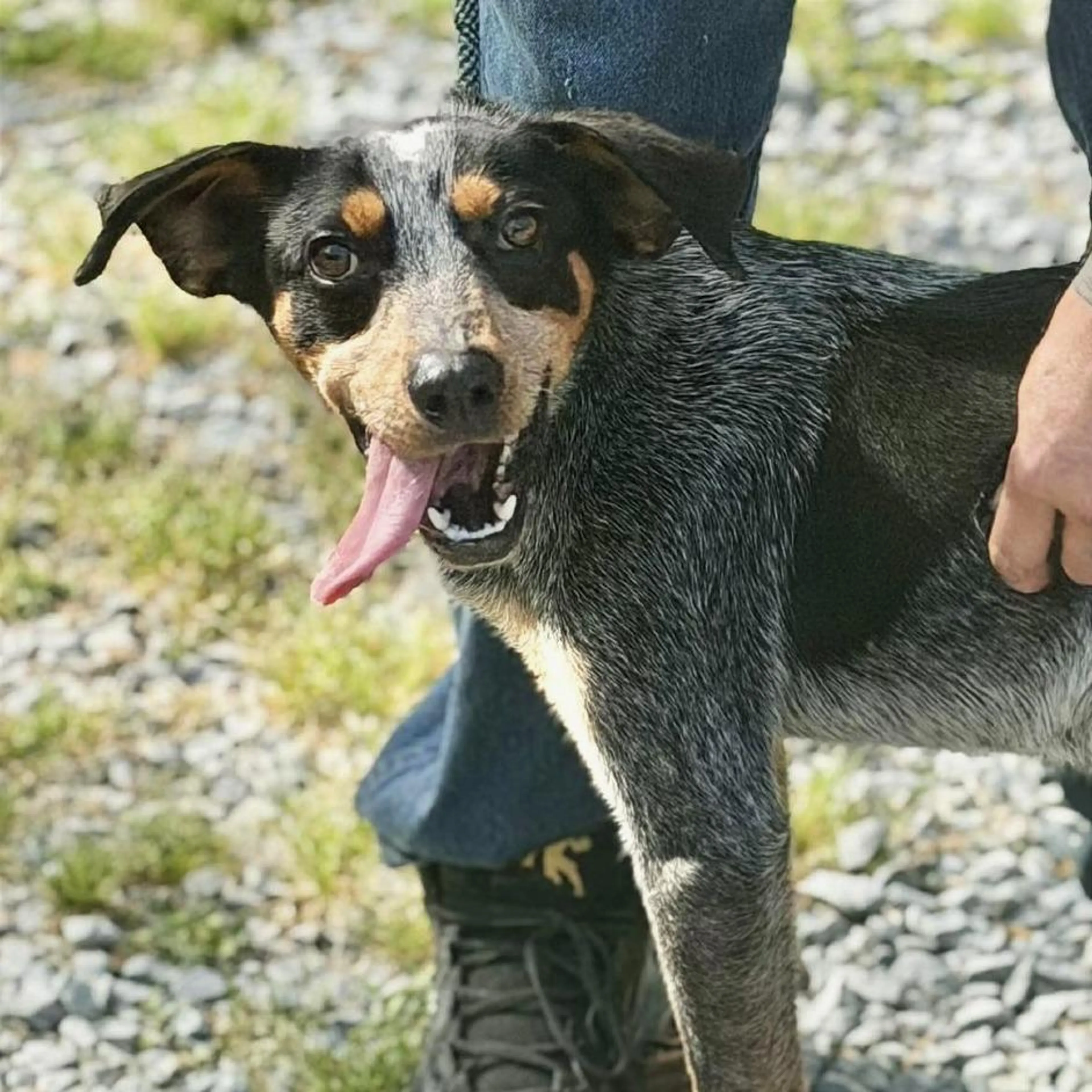 Found pet