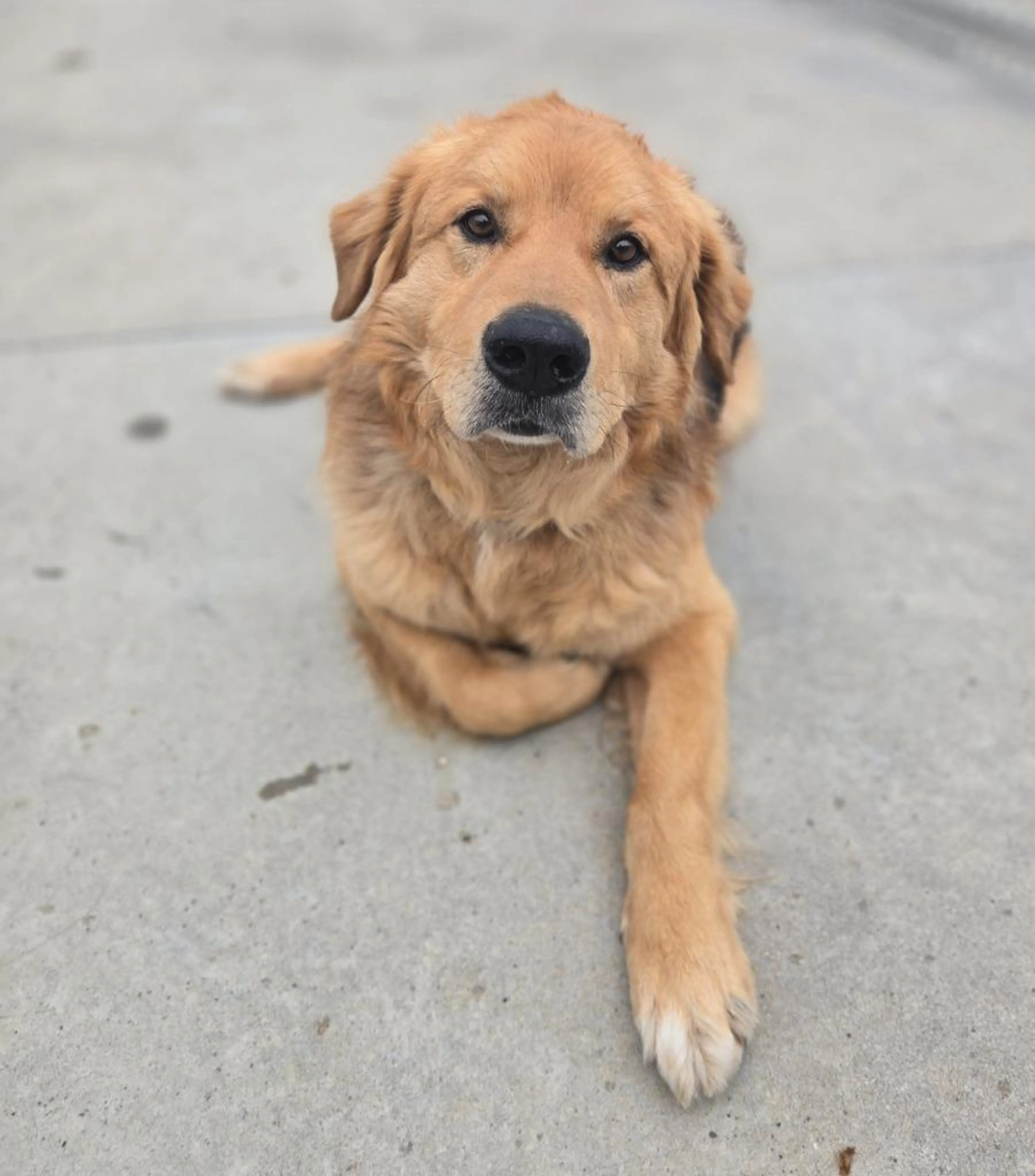Found pet