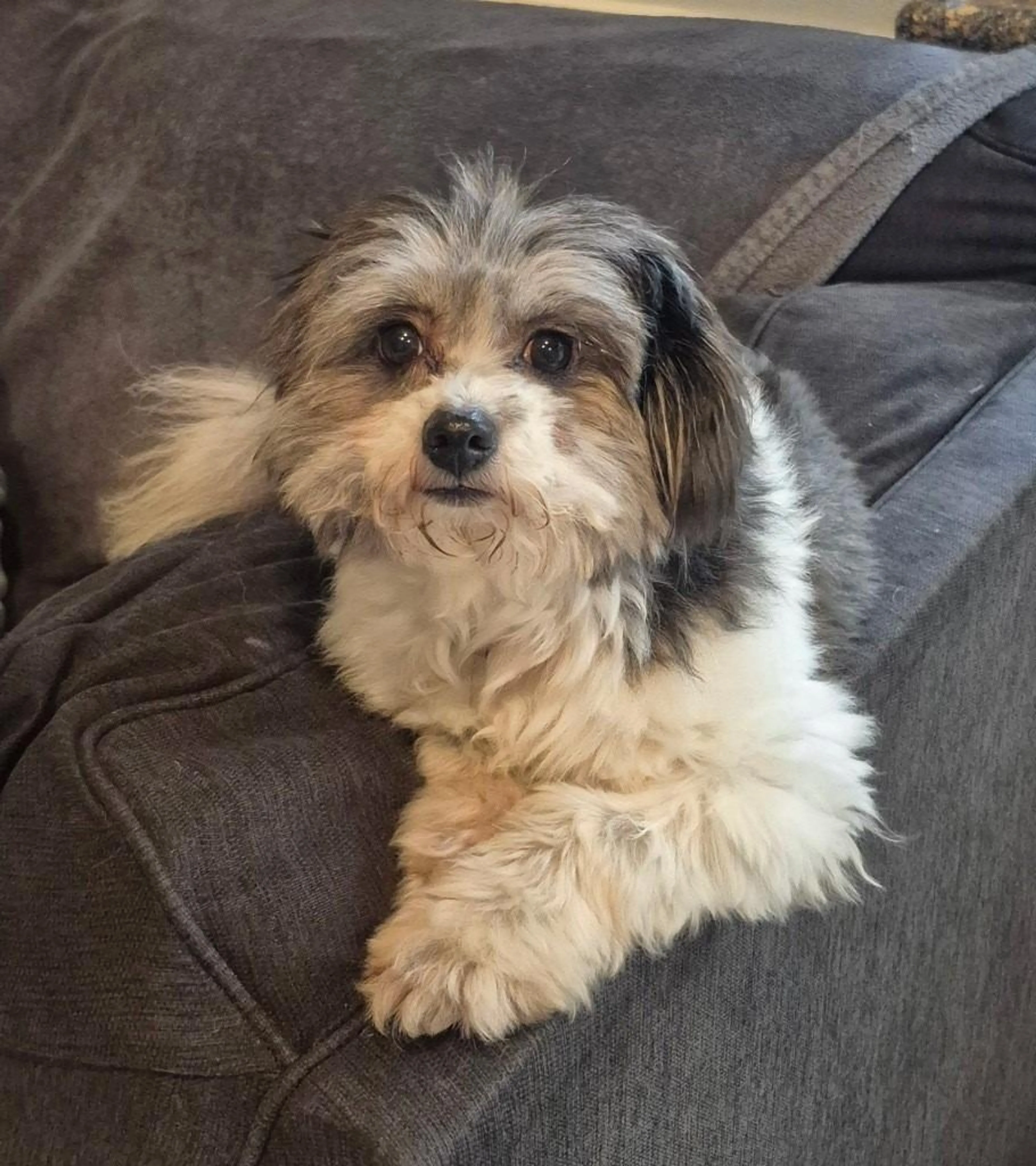 Found pet-1