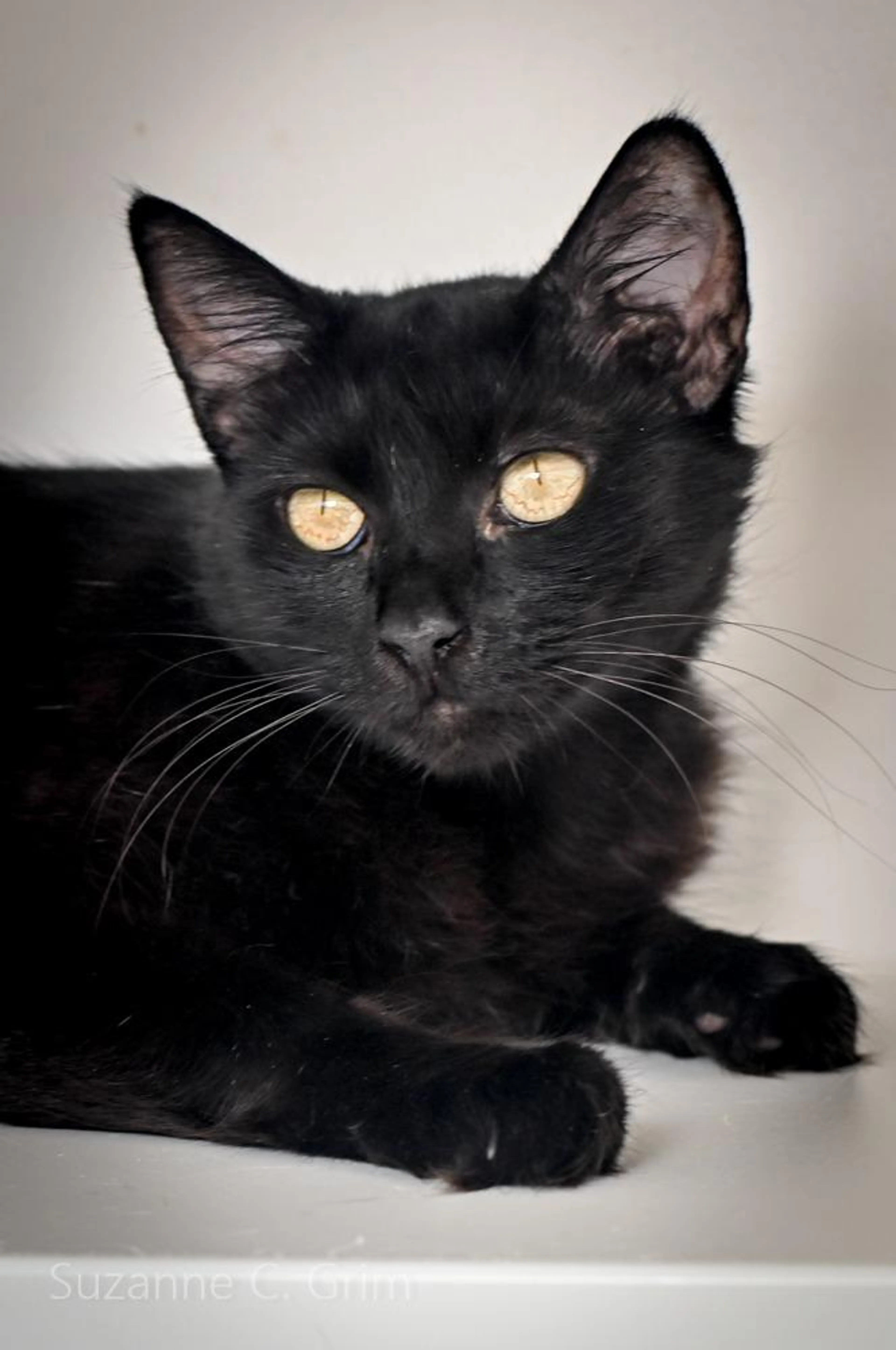 Found pet-2