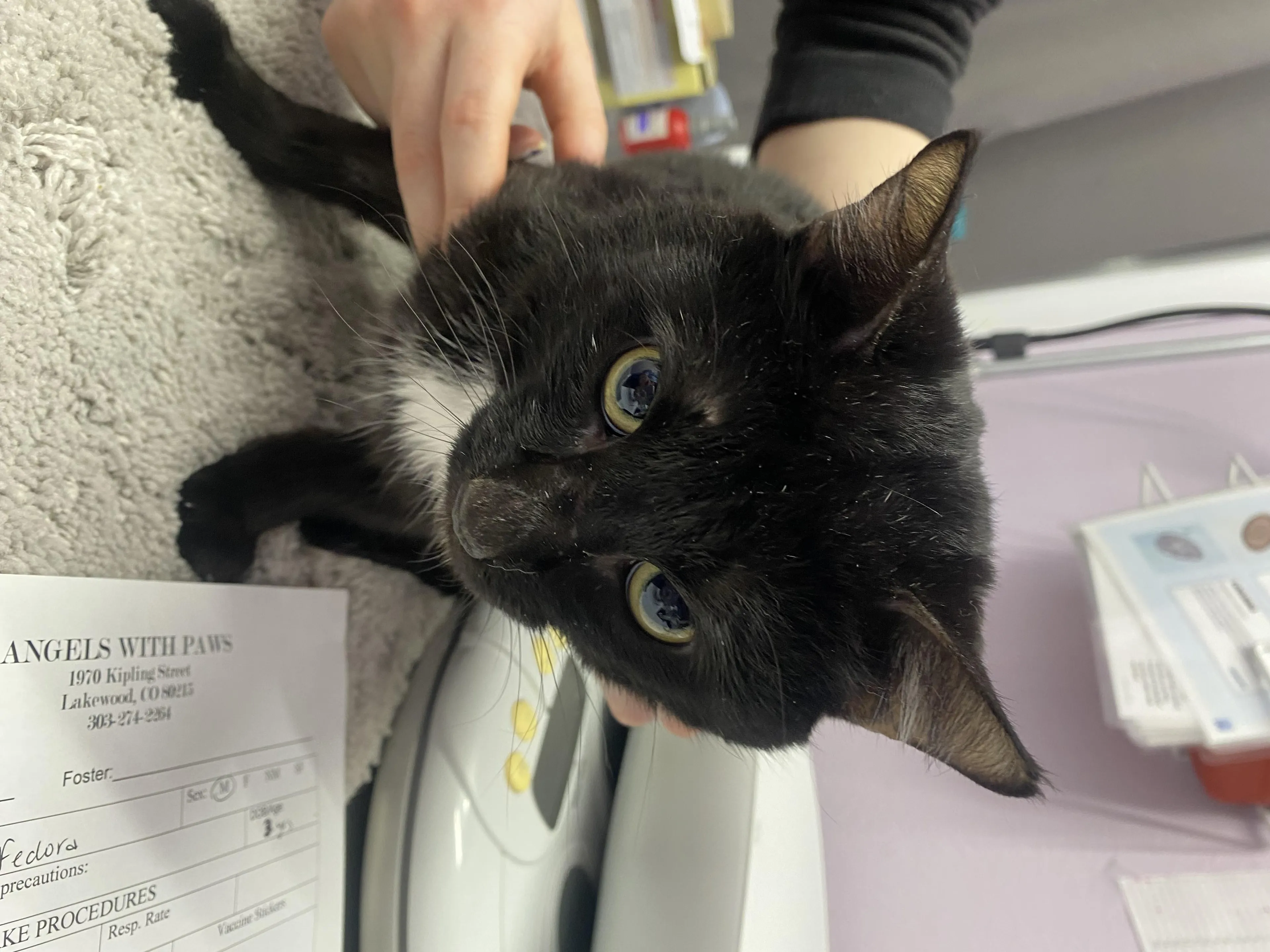 Found pet-2