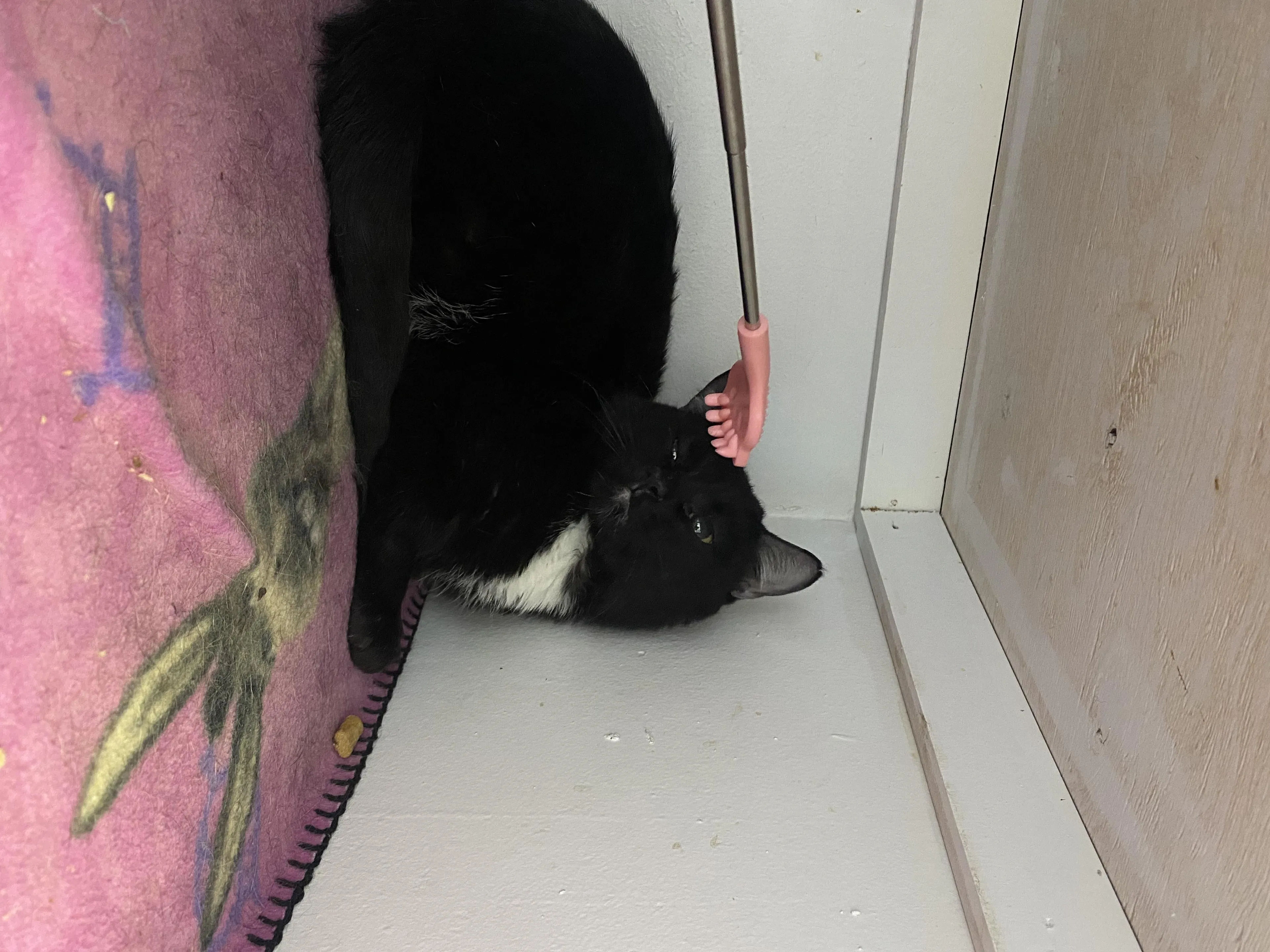 Found pet-0