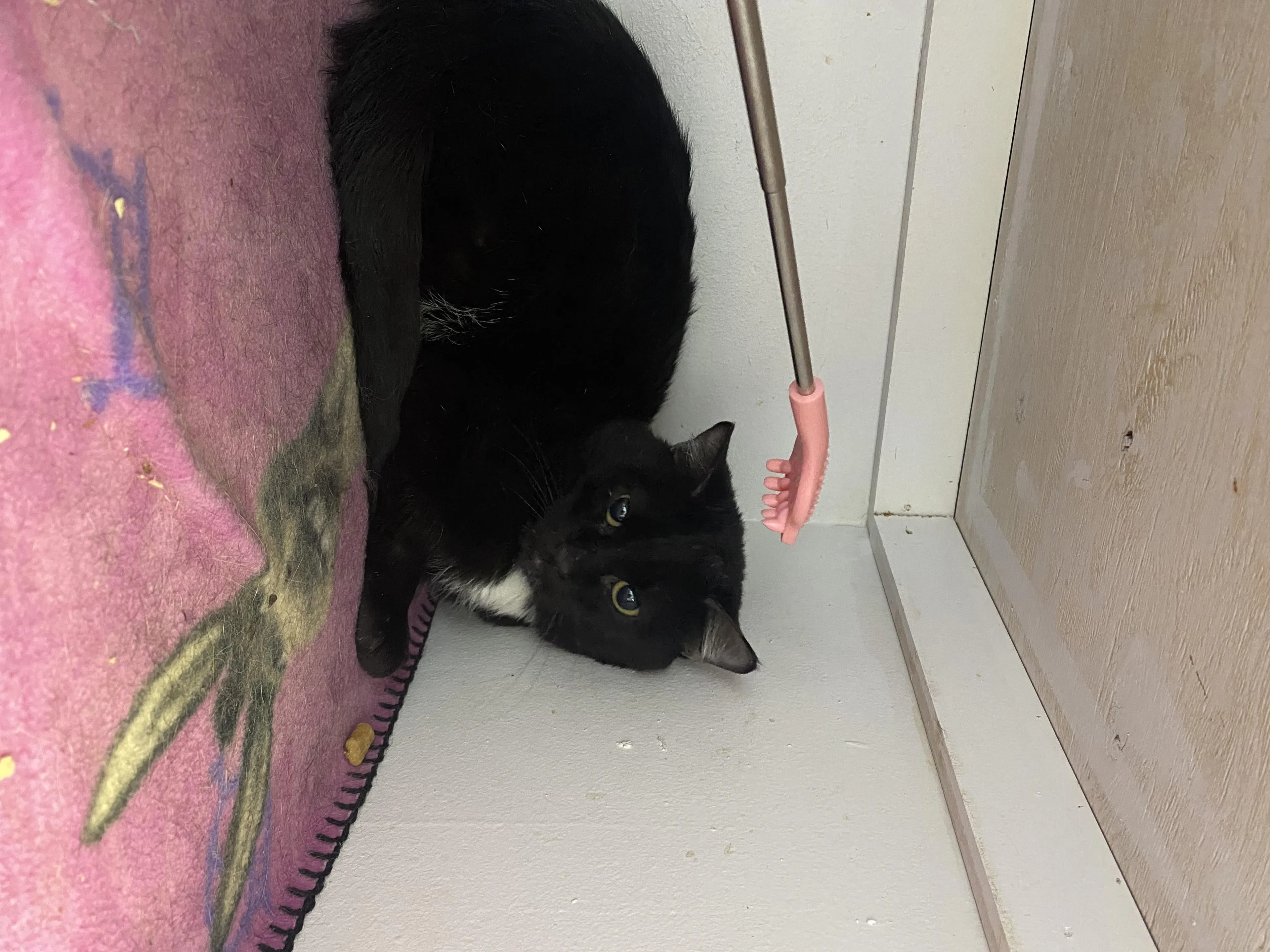 Found pet-1
