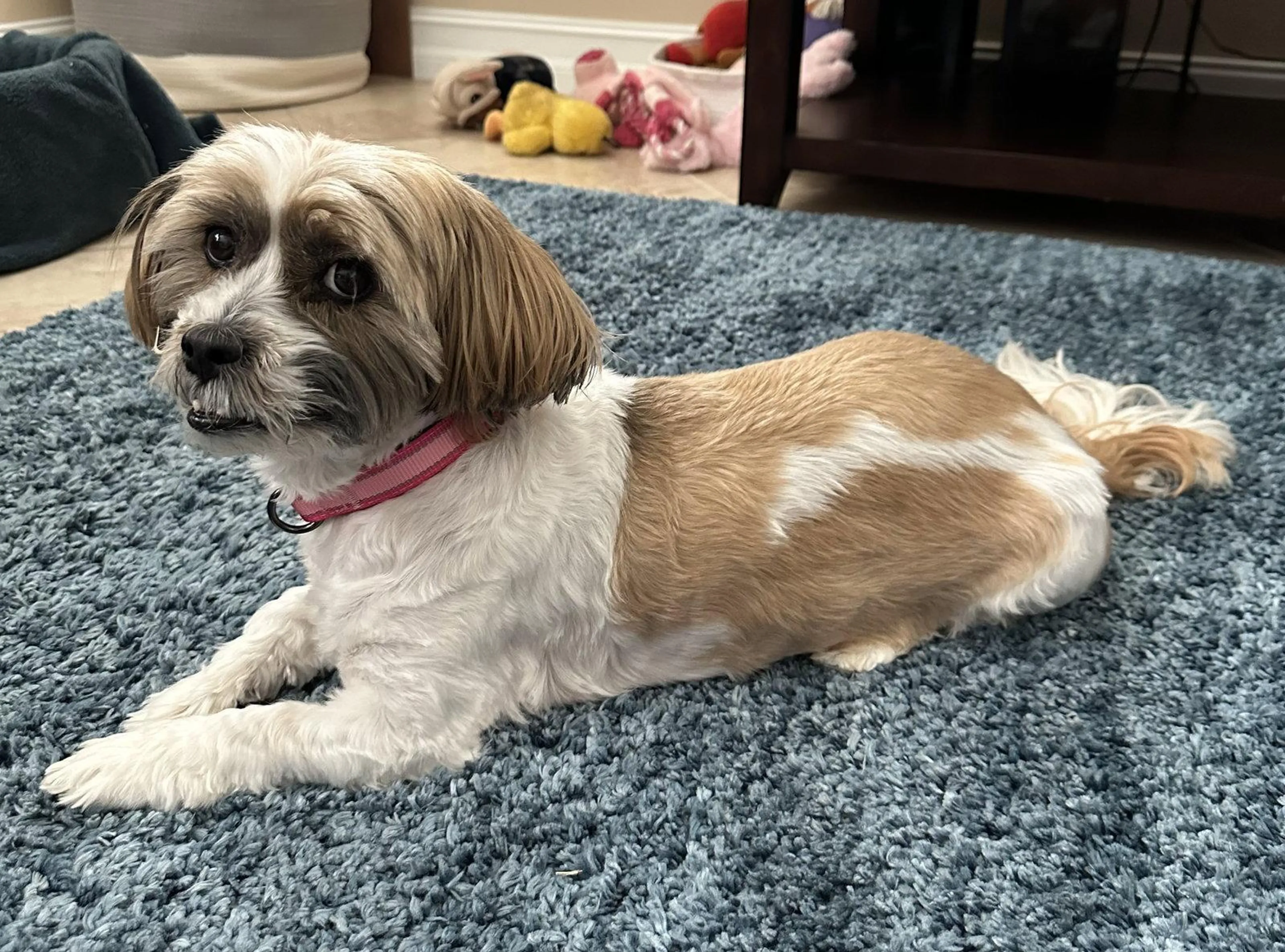 Found pet-1