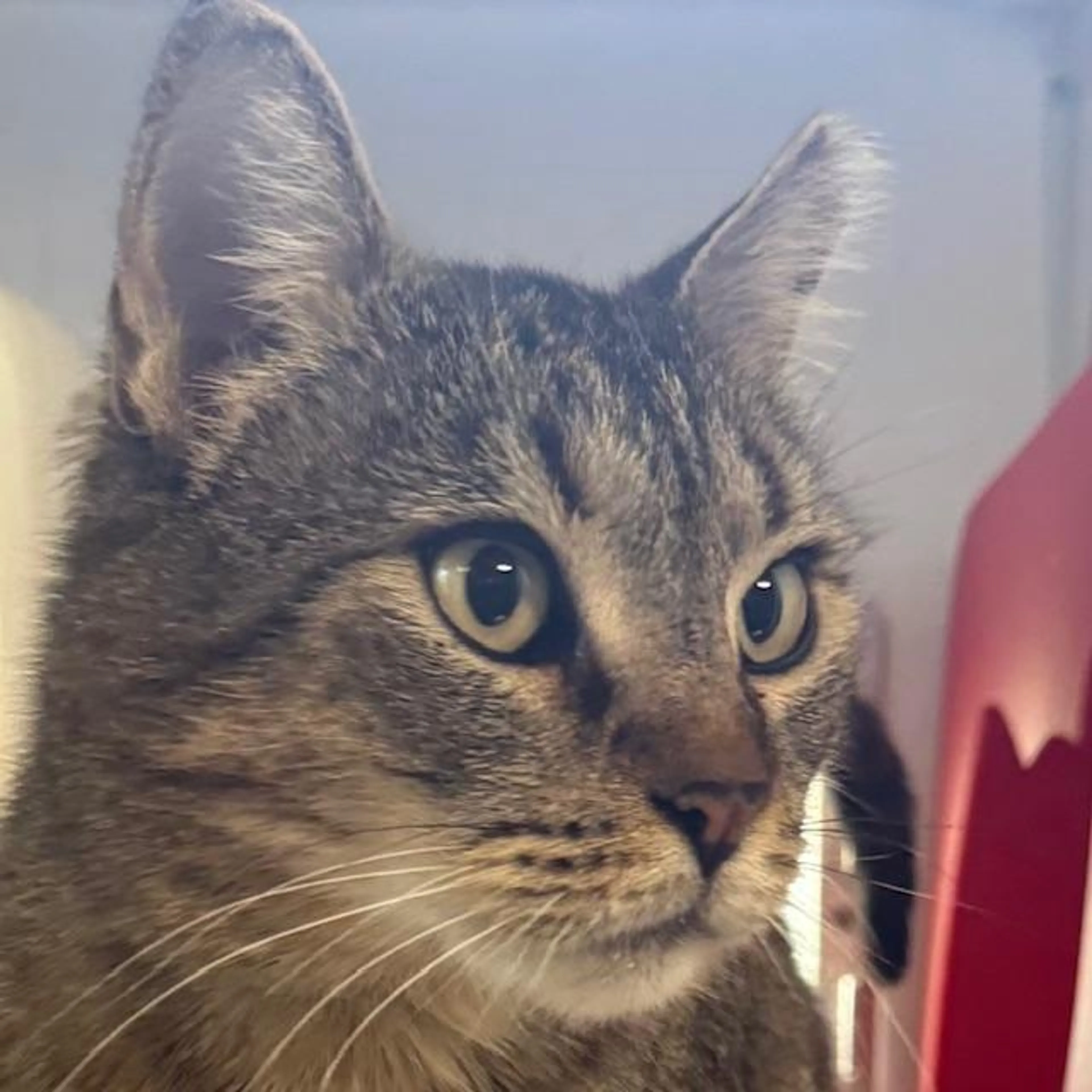 Found pet-1