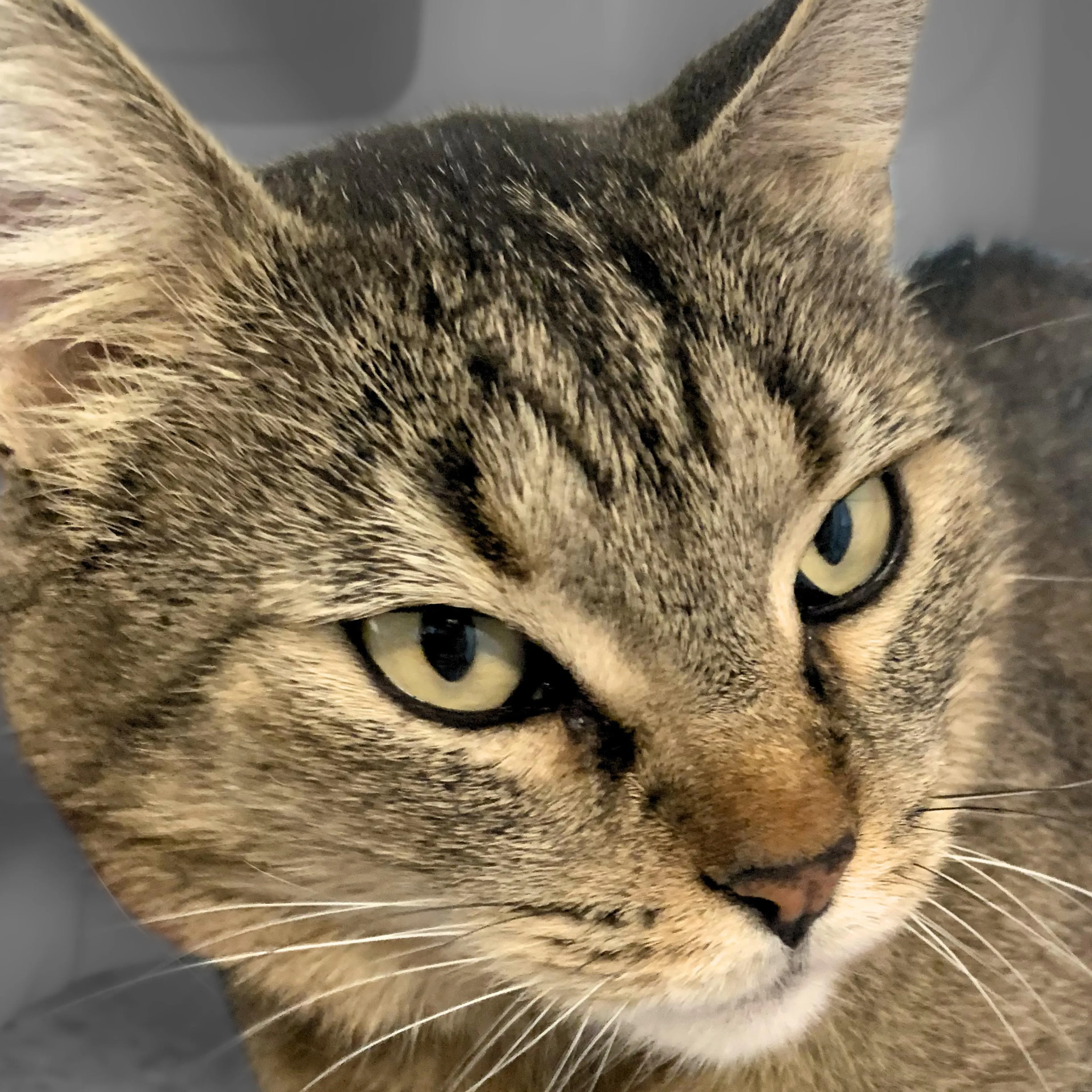 Found pet-4