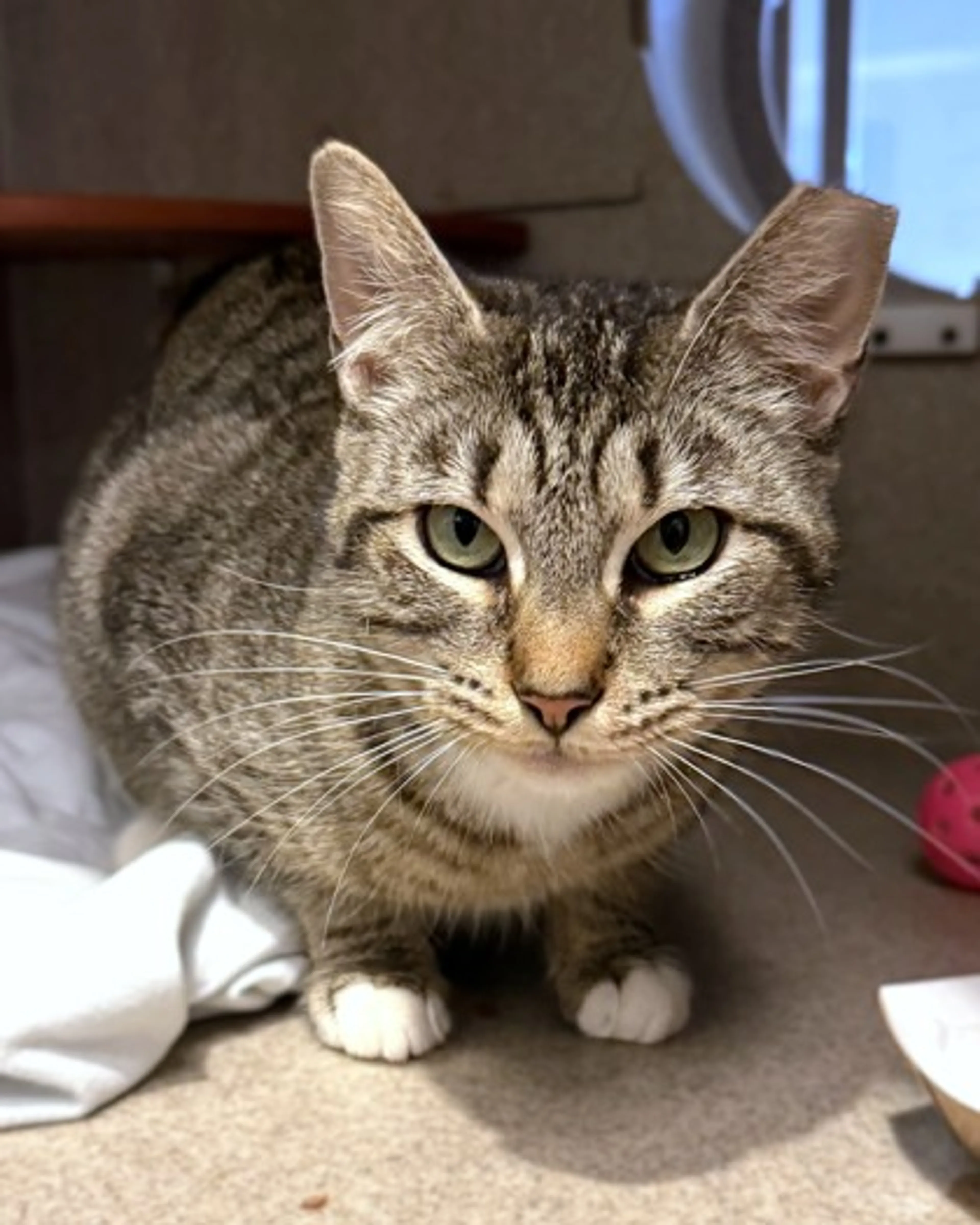 Found pet-1