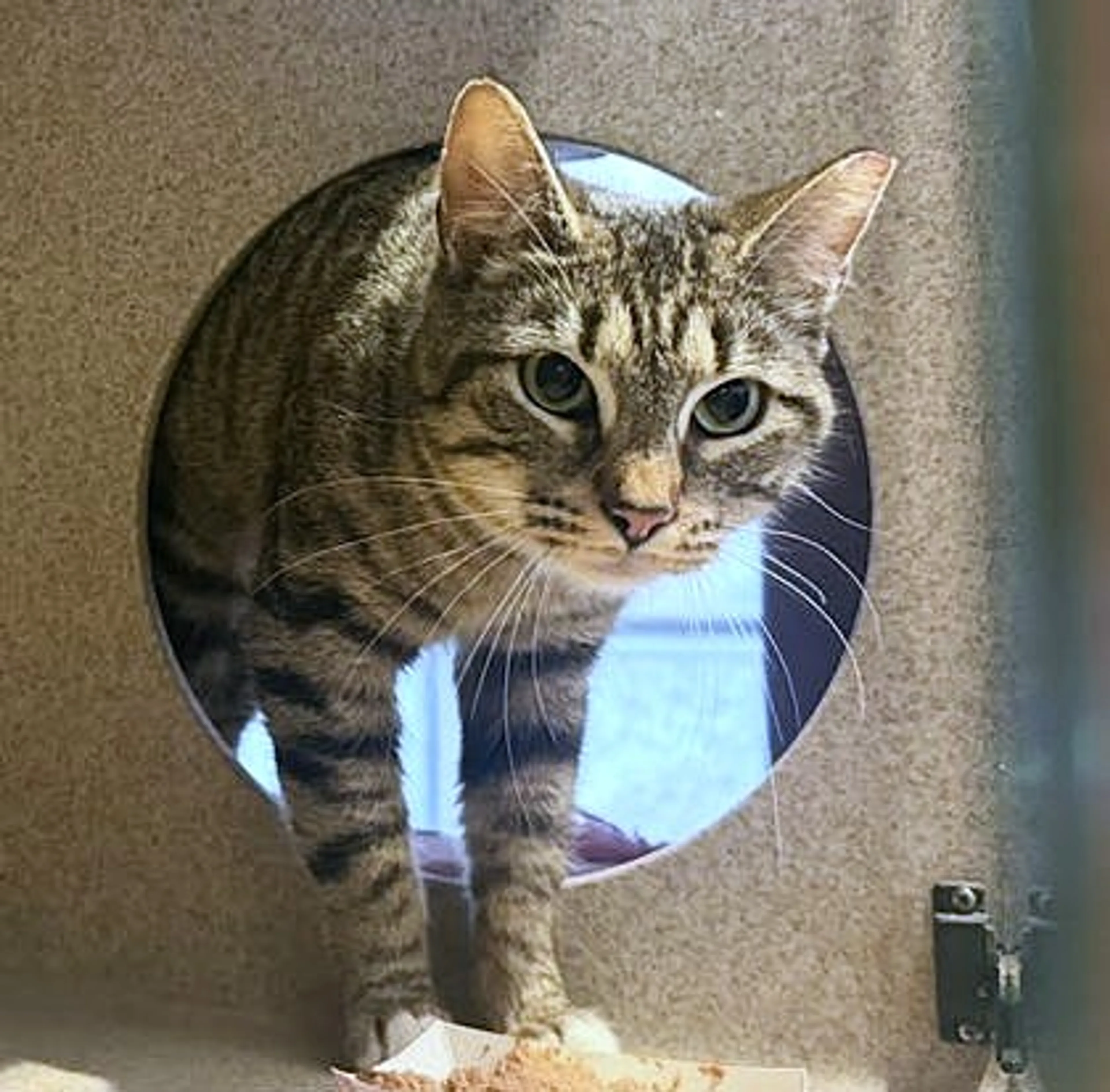 Found pet-2