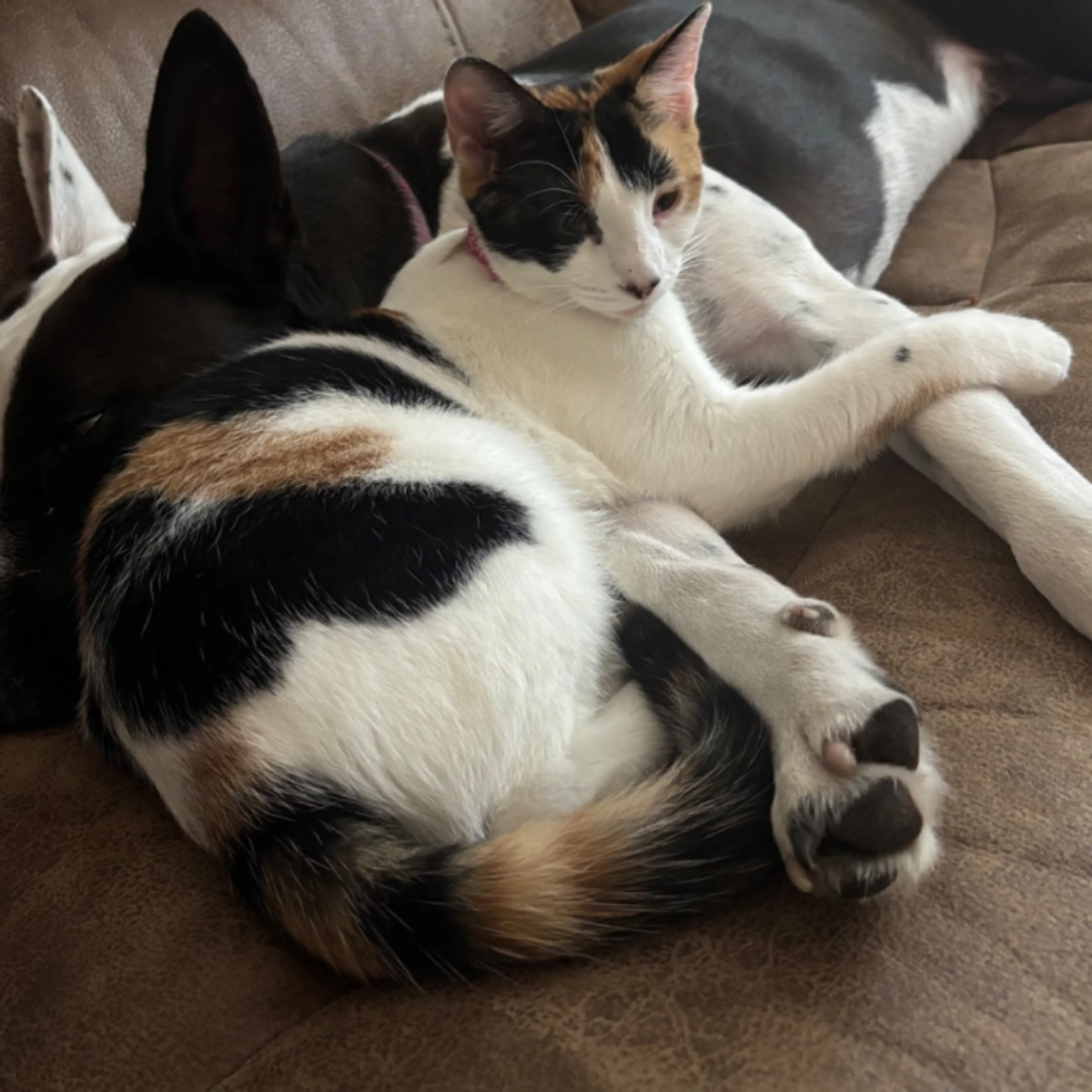 Lost pet