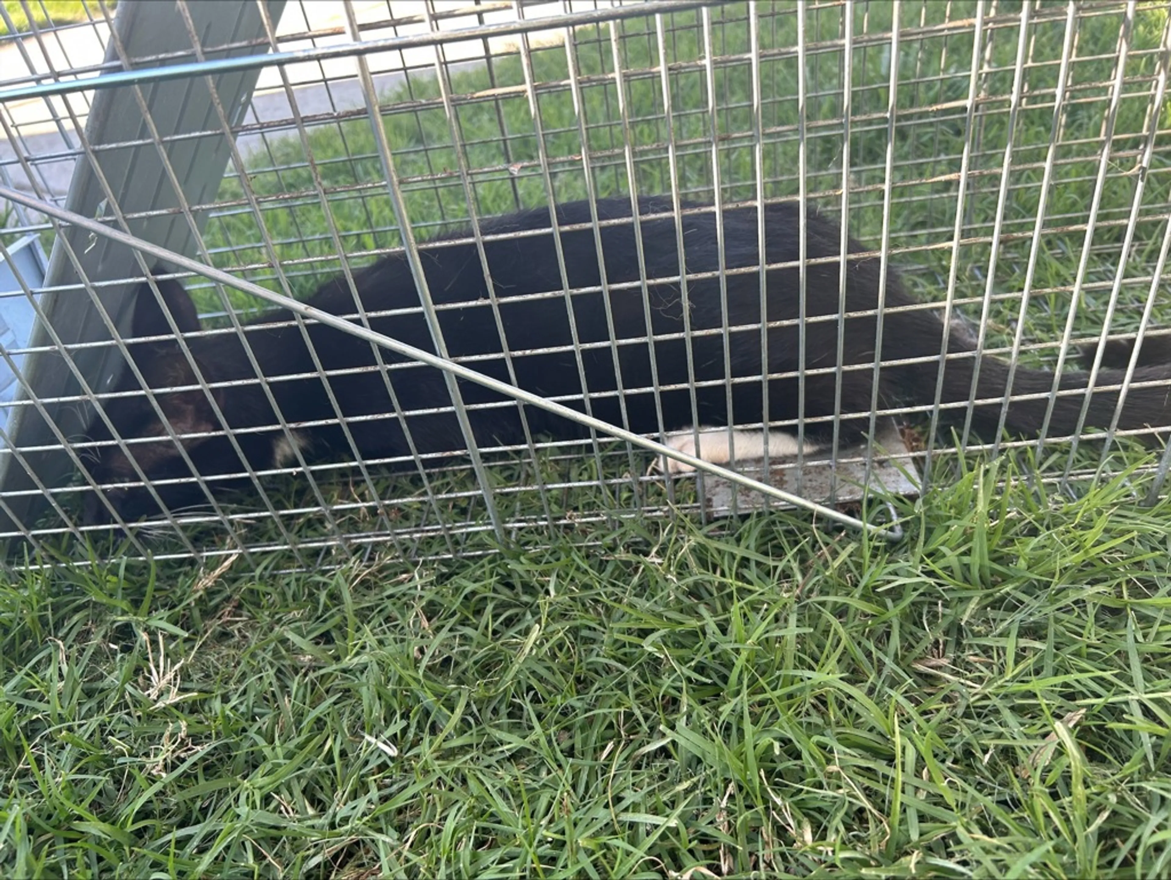 Found pet-0