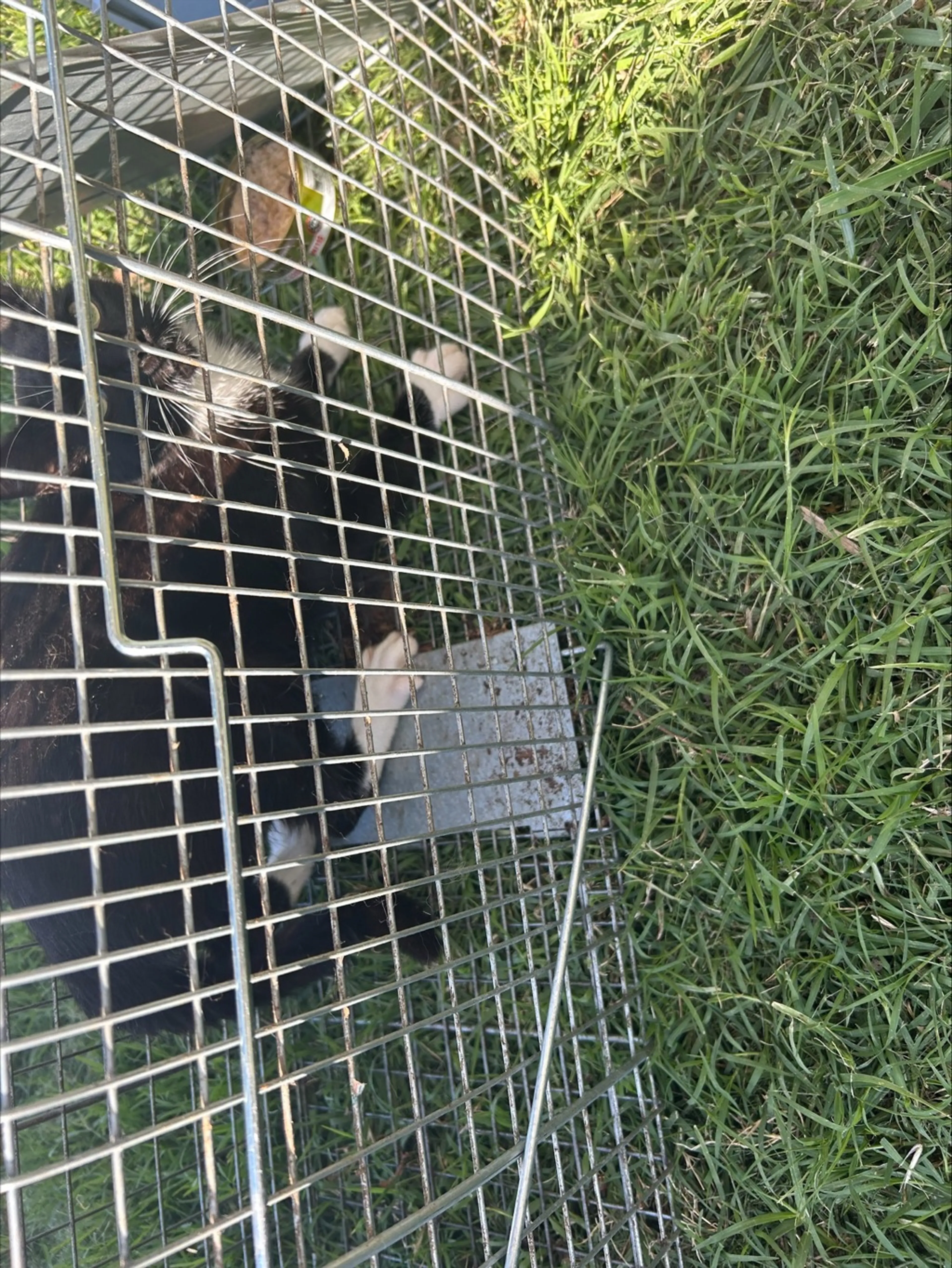 Found pet-1