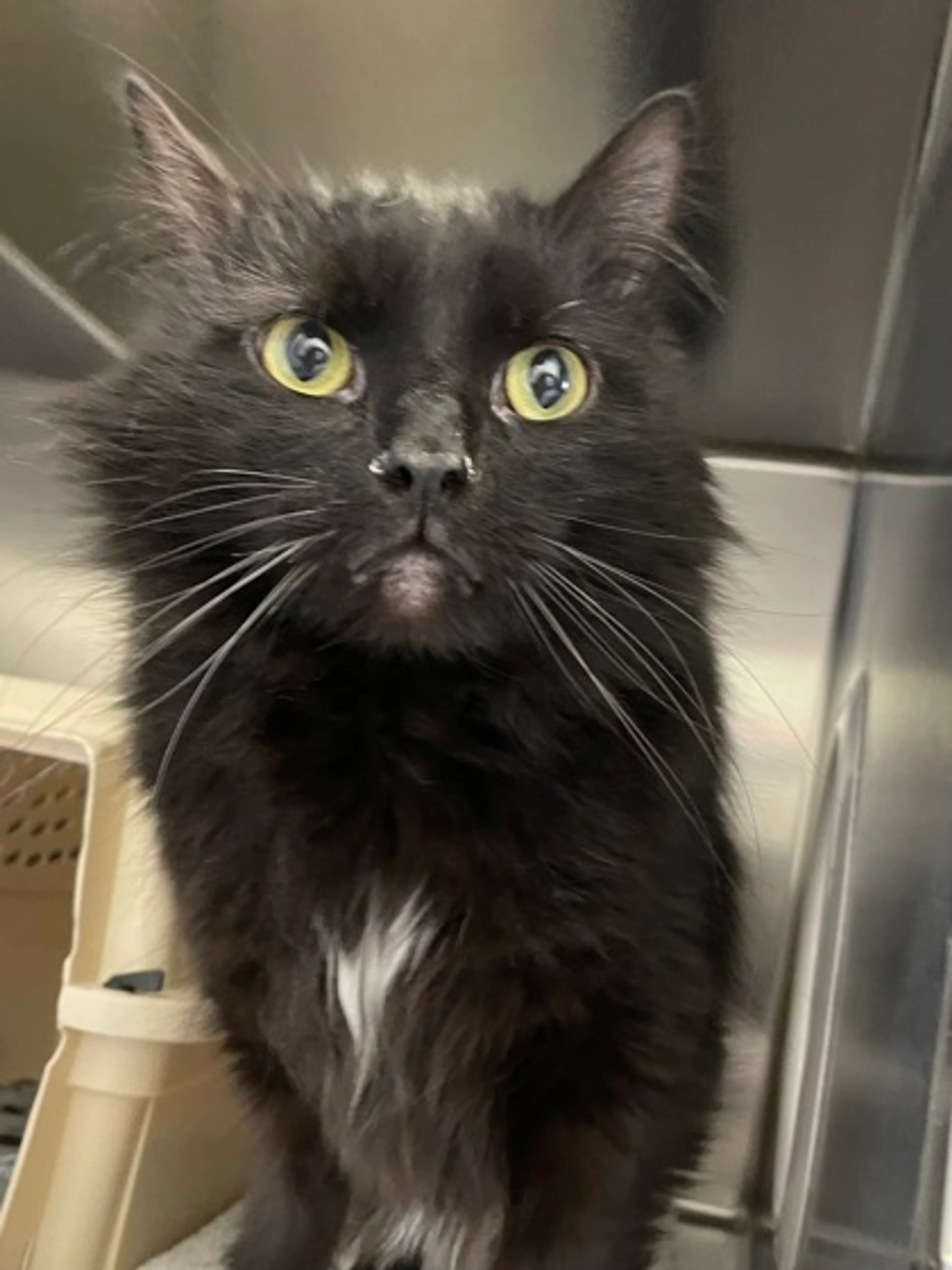 Found pet-1