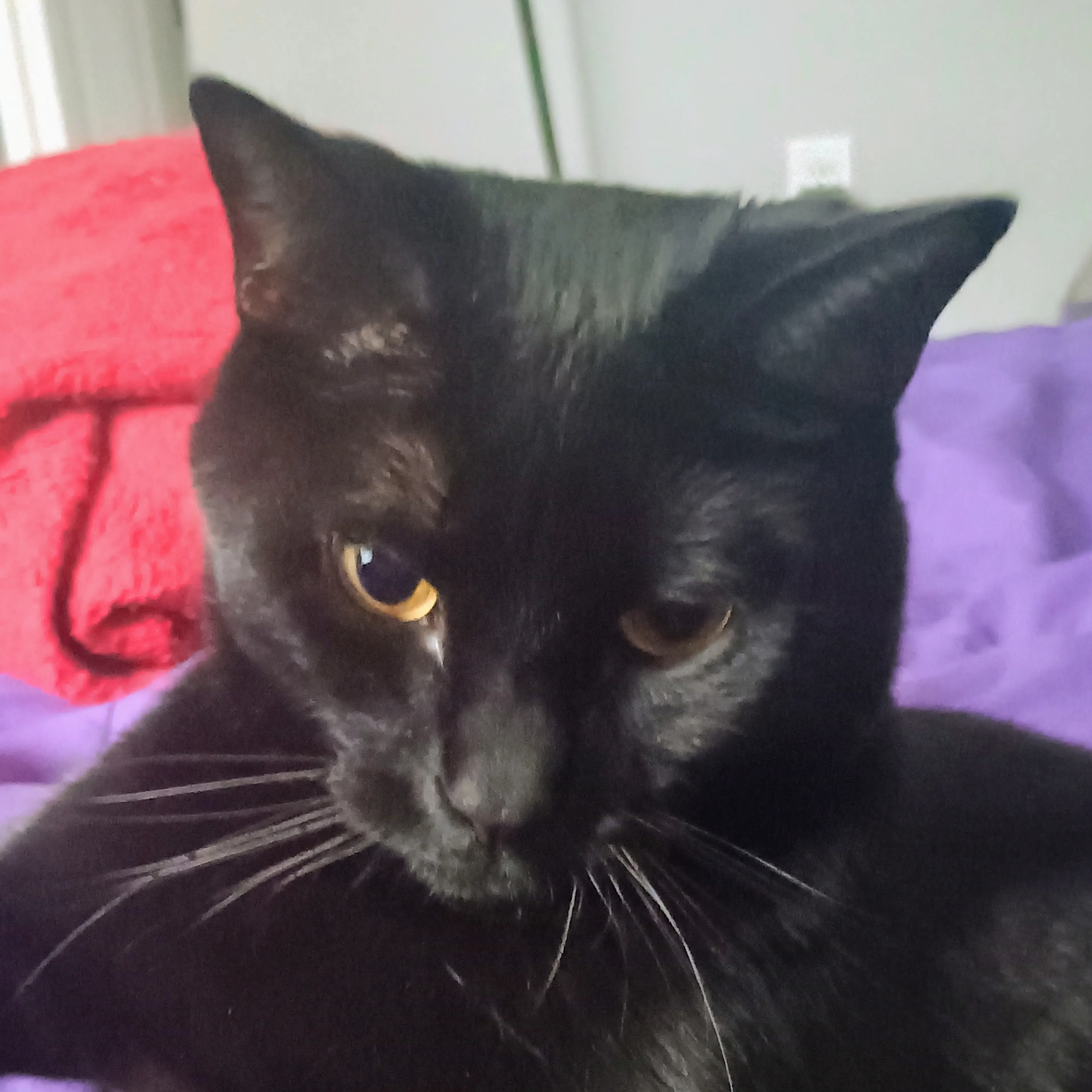 Lost pet-2